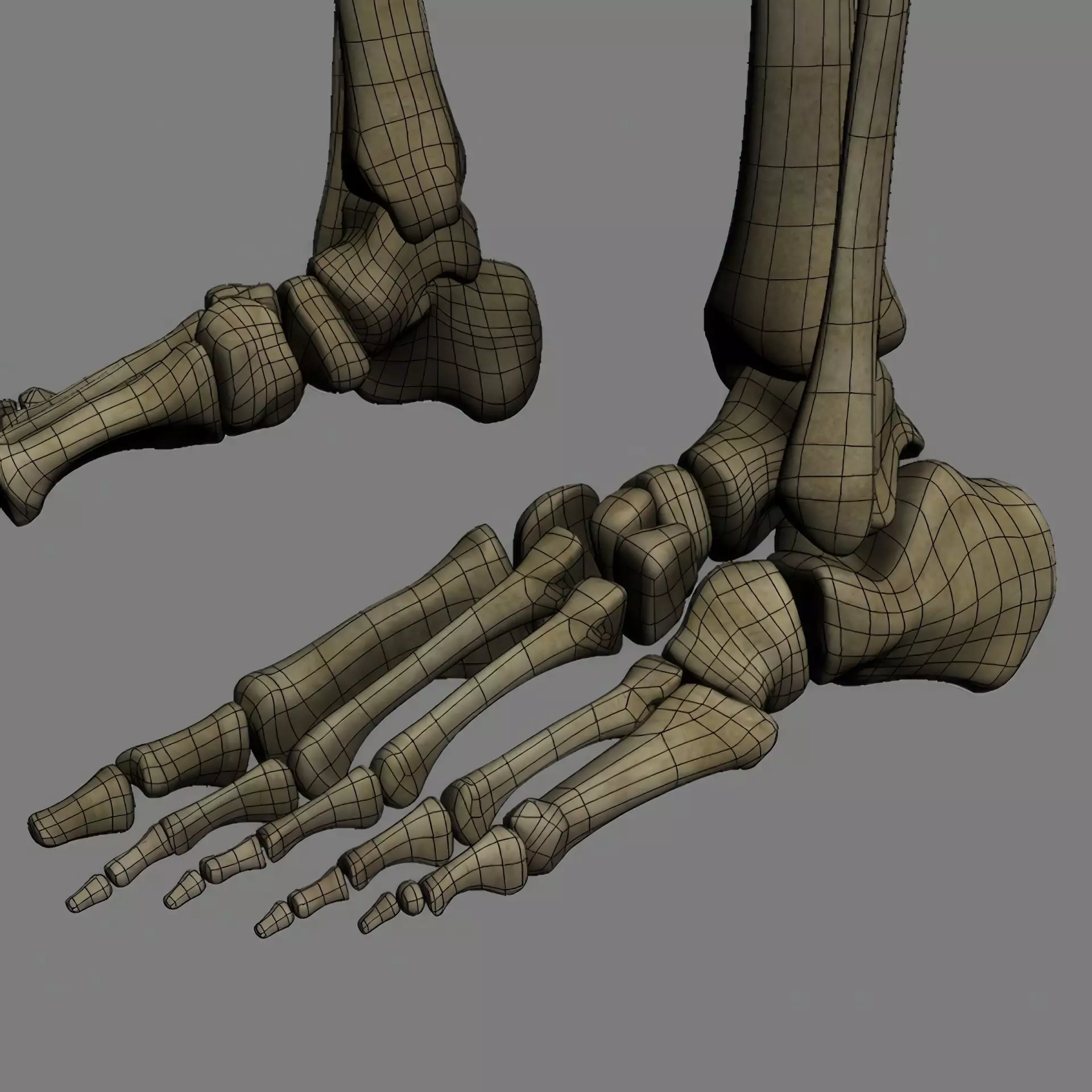 Human Skeleton System Rigged 3D model_24