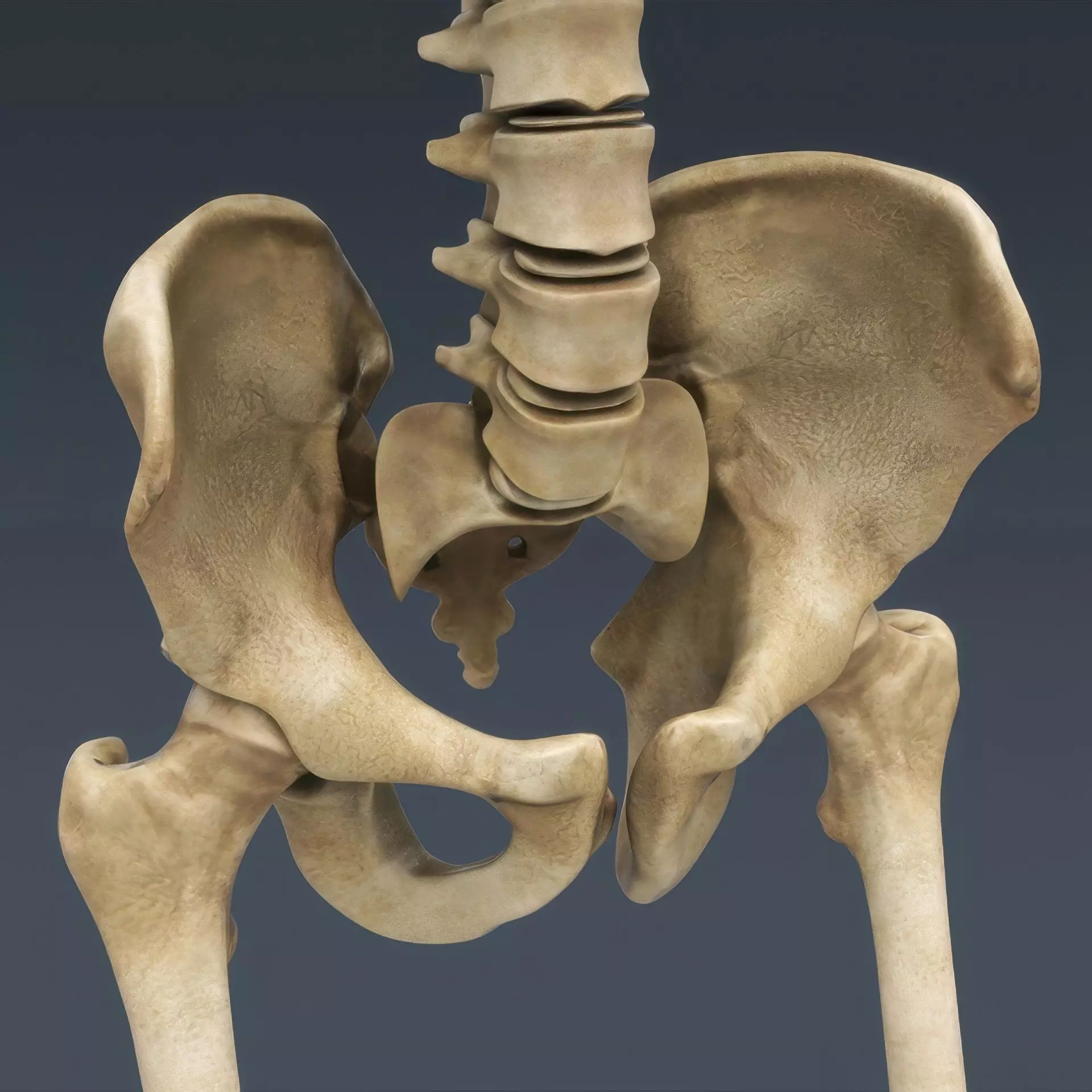 Human Skeleton System Rigged 3D model_6