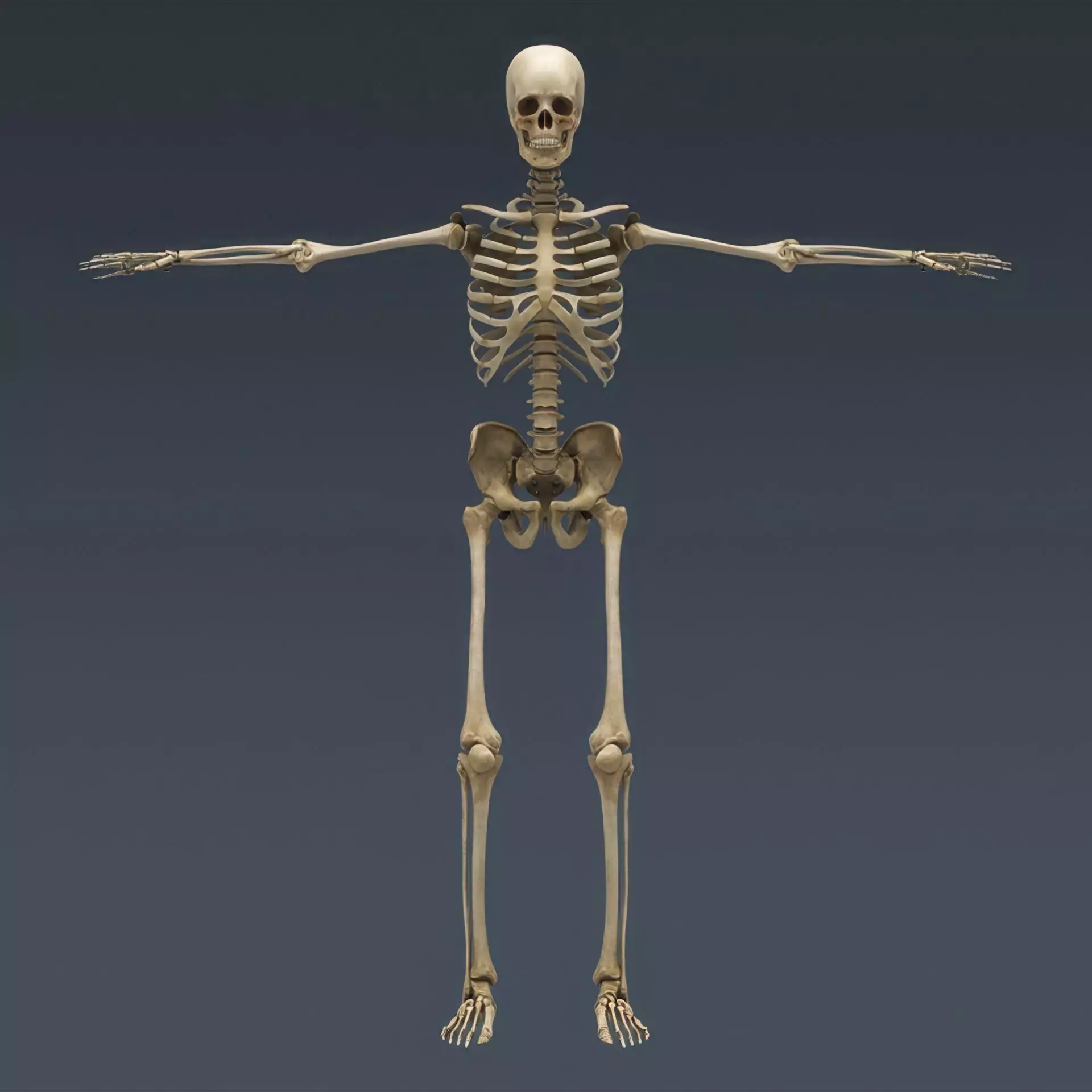 Human Skeleton System Rigged 3D model_4