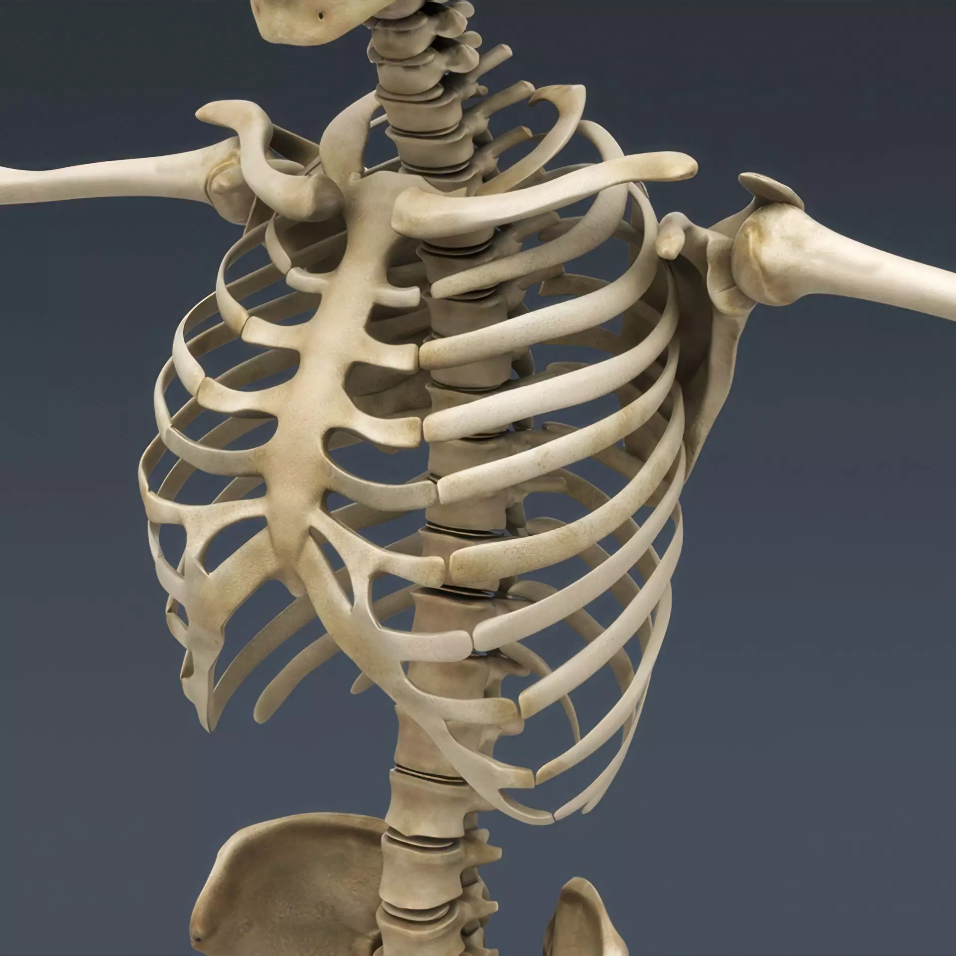 Human Skeleton System Rigged 3D model_14