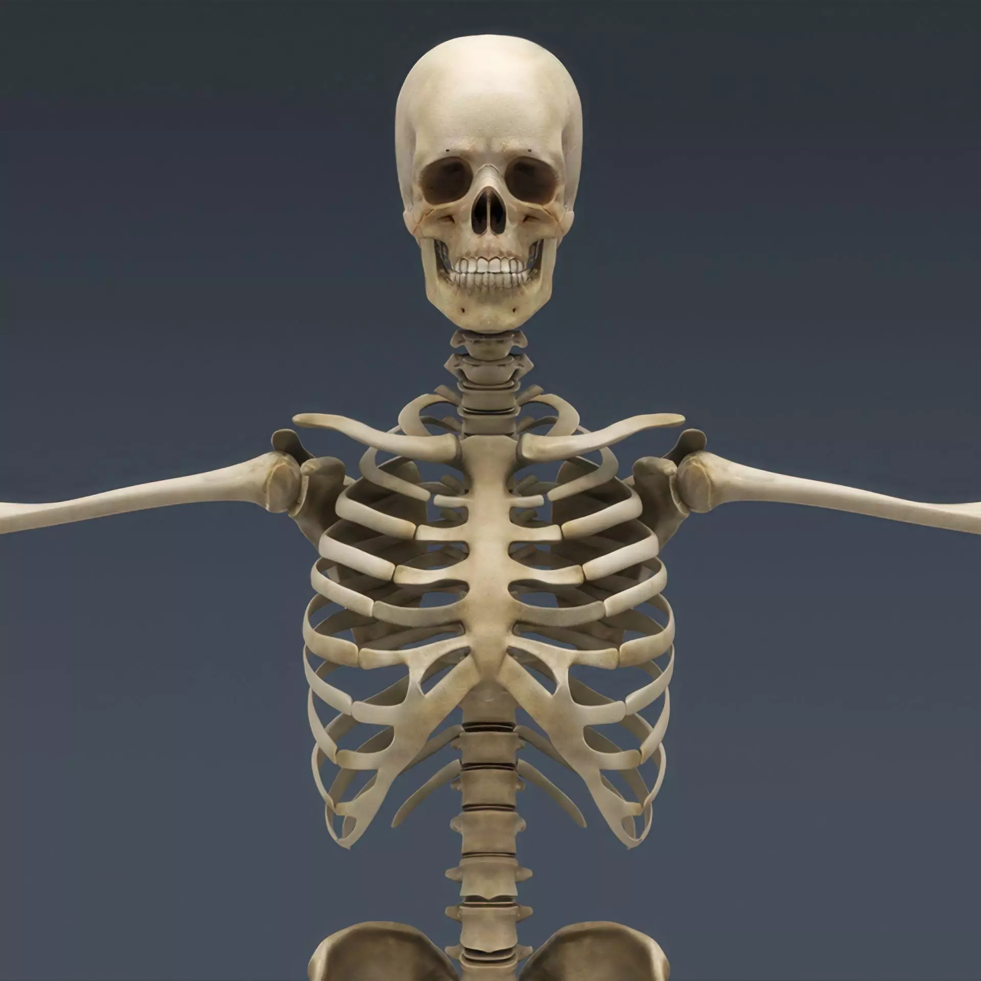 Human Skeleton System Rigged 3D model_3