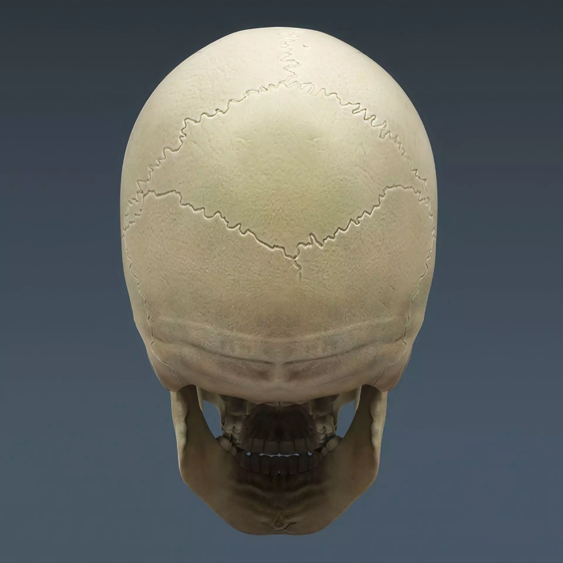 Human Skeleton System Rigged 3D model_17