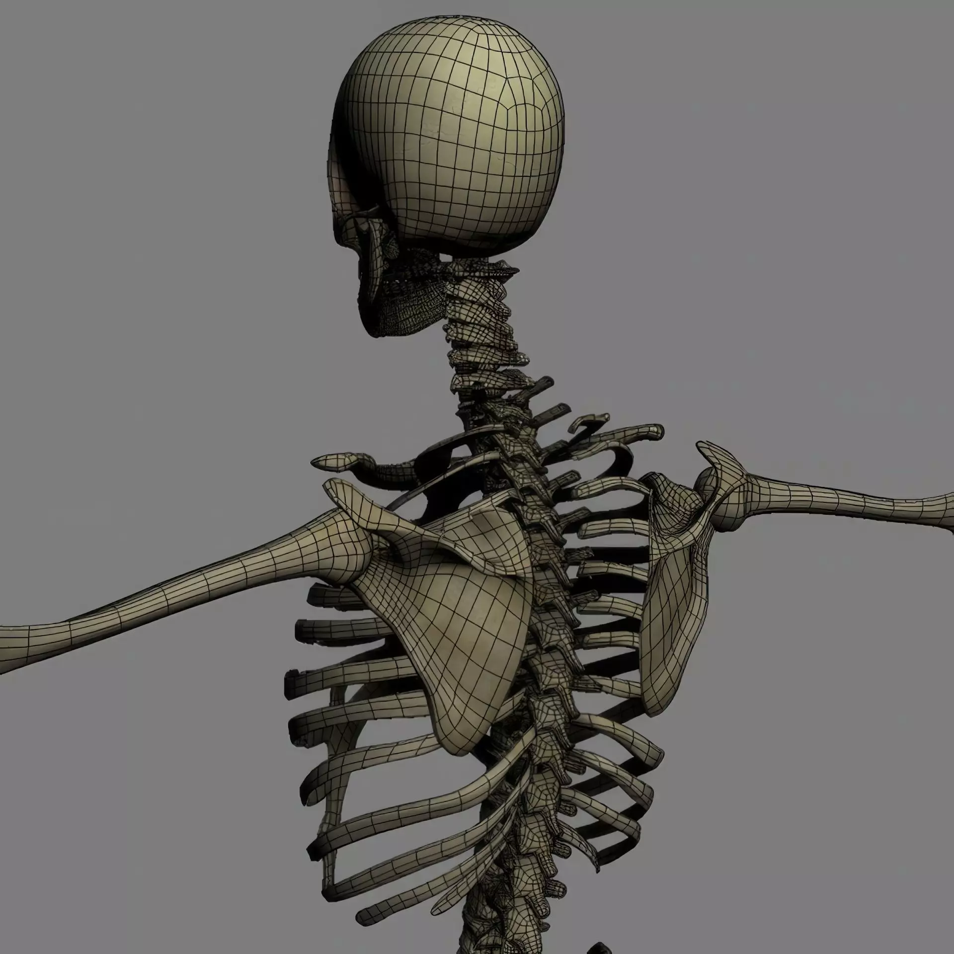 Human Skeleton System Rigged 3D model_26