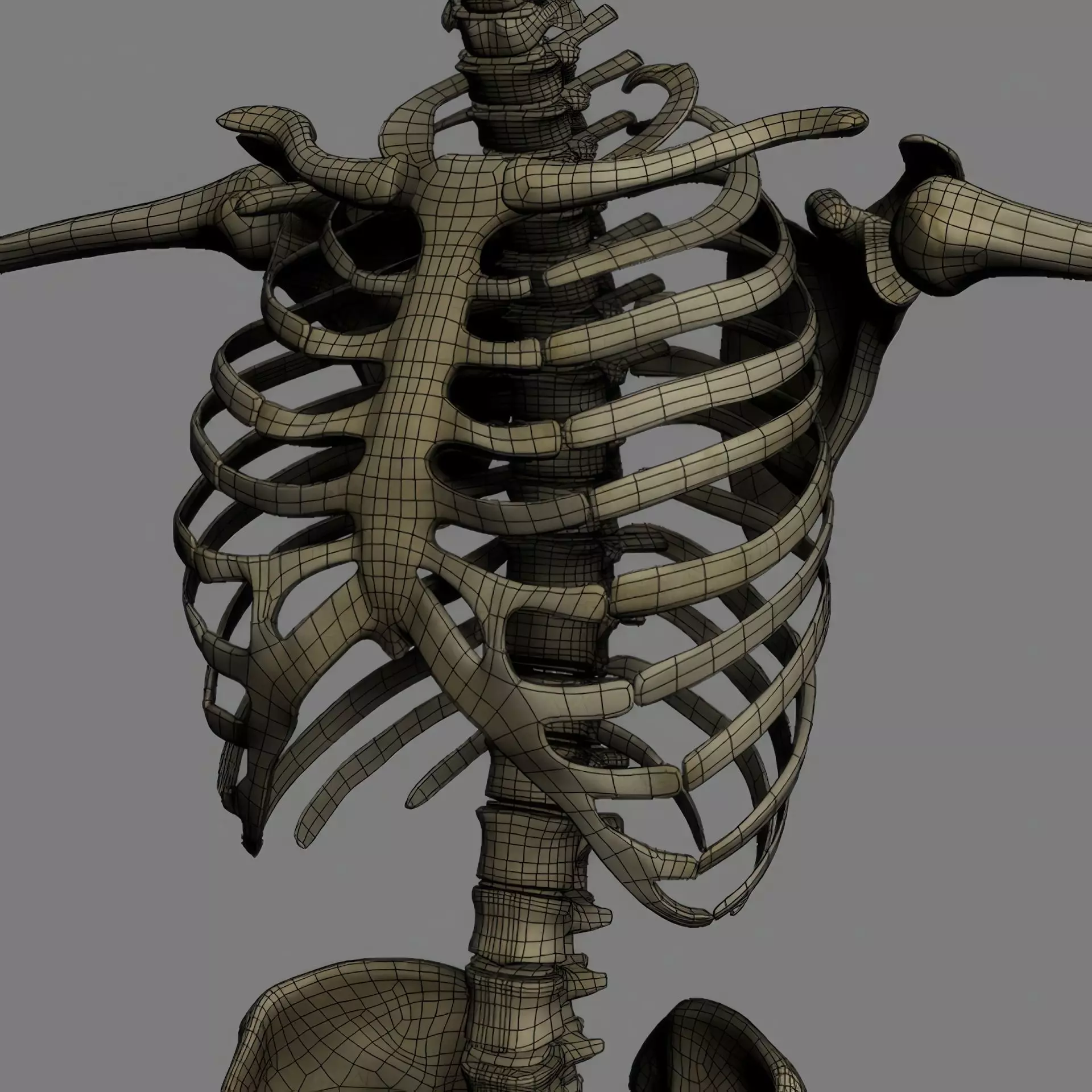 Human Skeleton System Rigged 3D model_21