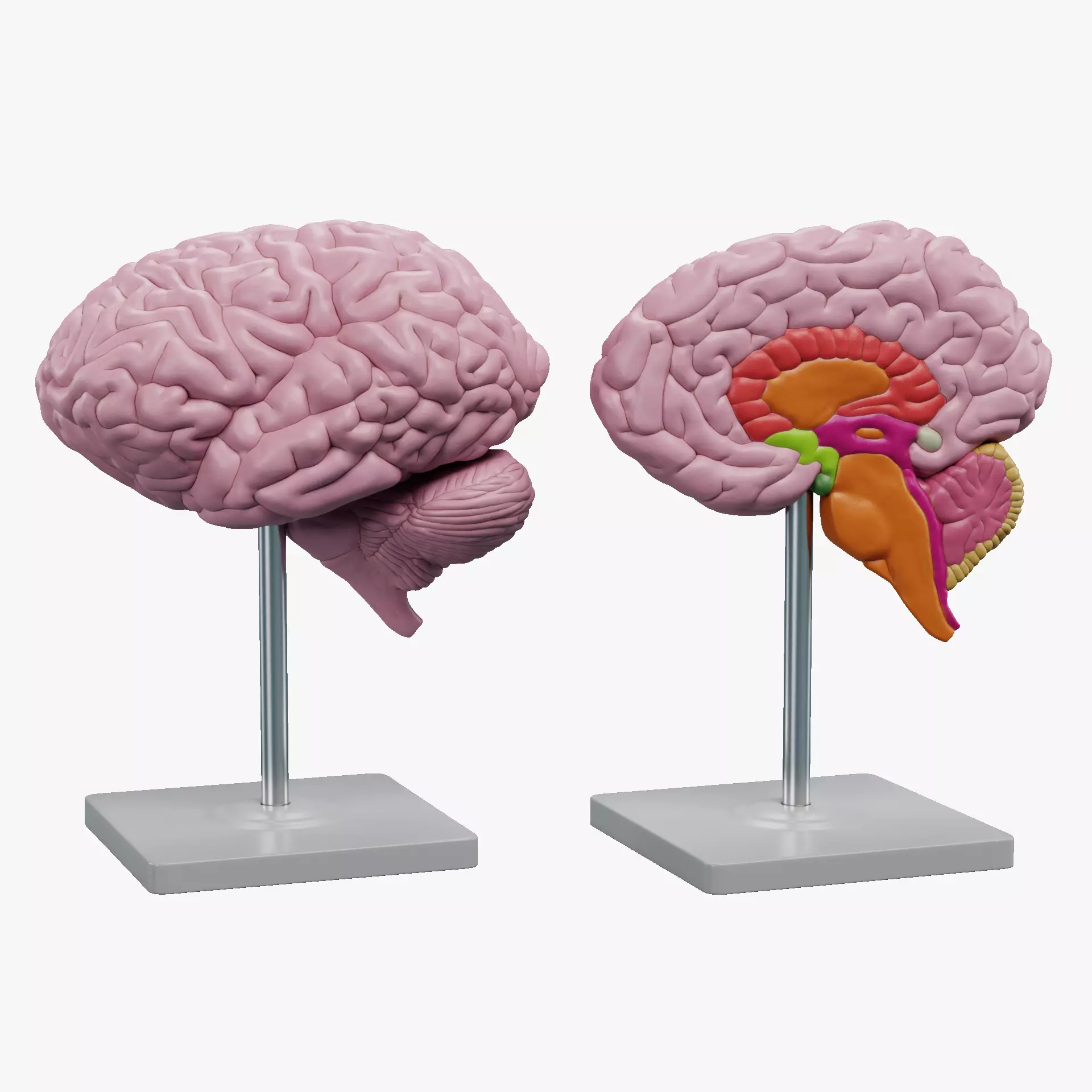-Brain Models- 3D model_16