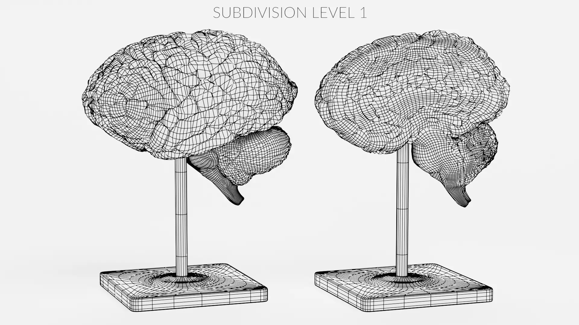 -Brain Models- 3D model_13