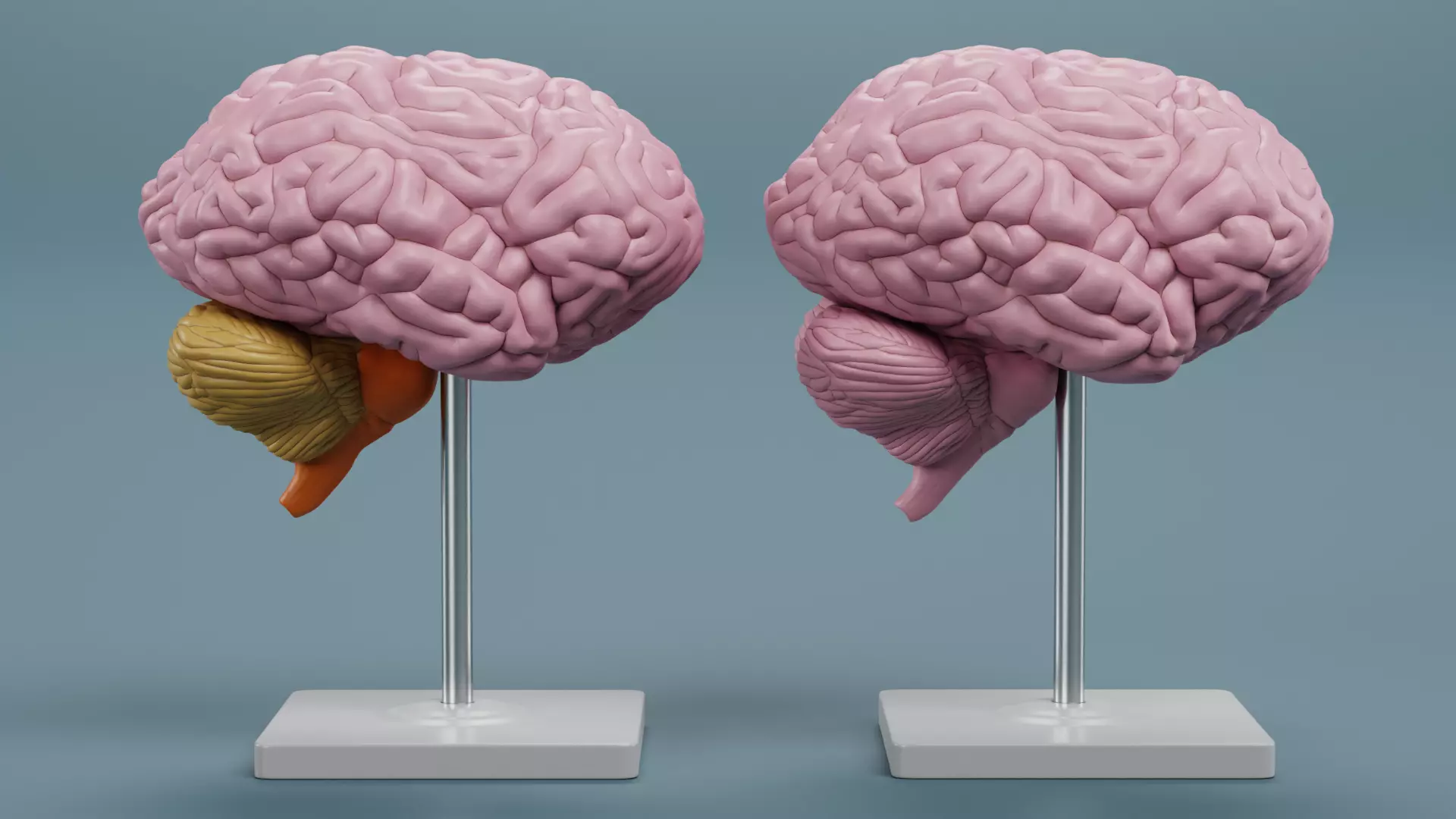 -Brain Models- 3D model_3