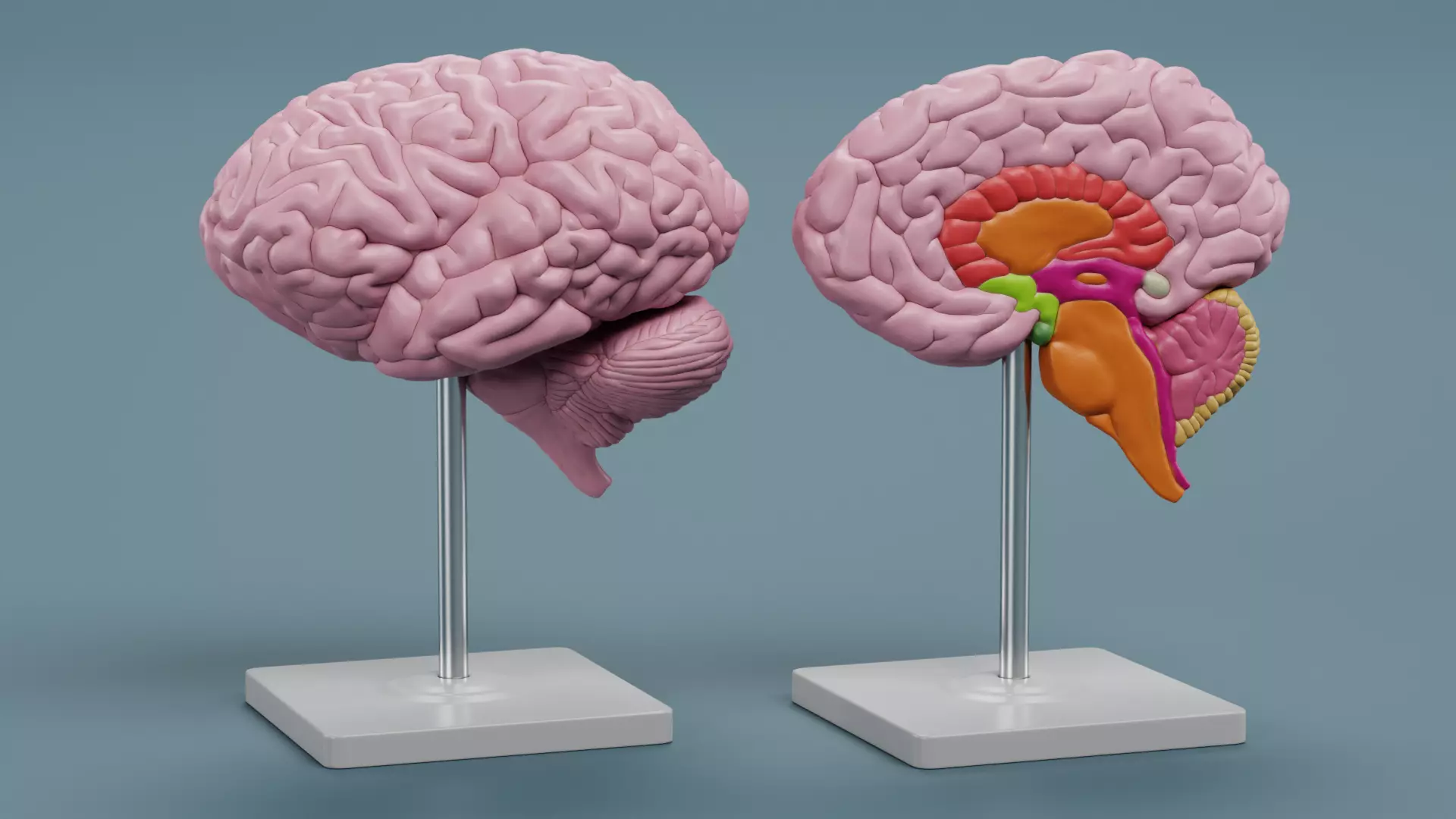 -Brain Models- 3D model_0