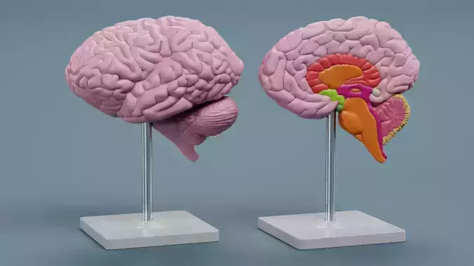 2 Brain Models with Section - Educational Anatomy on Stands