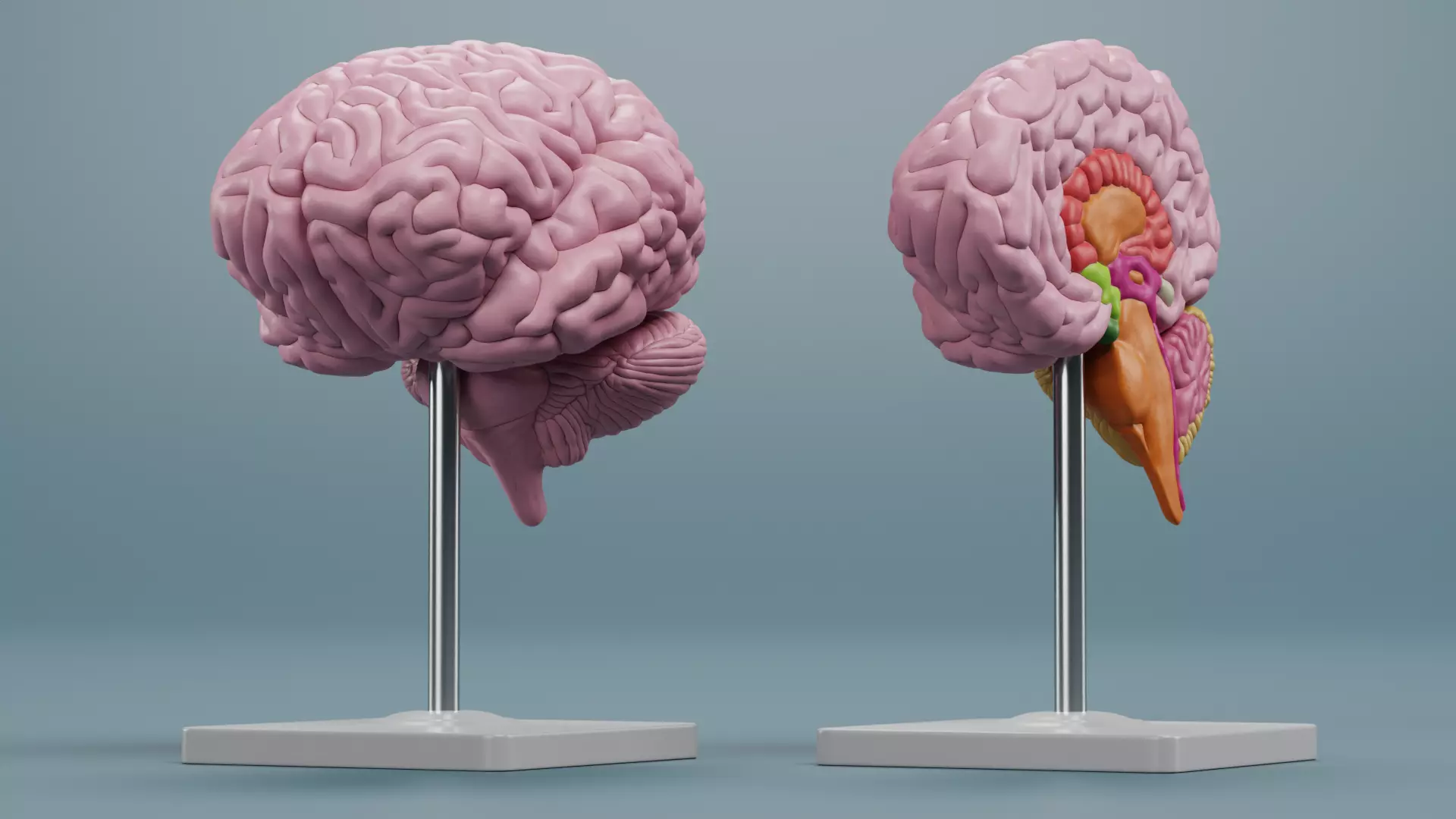-Brain Models- 3D model_2