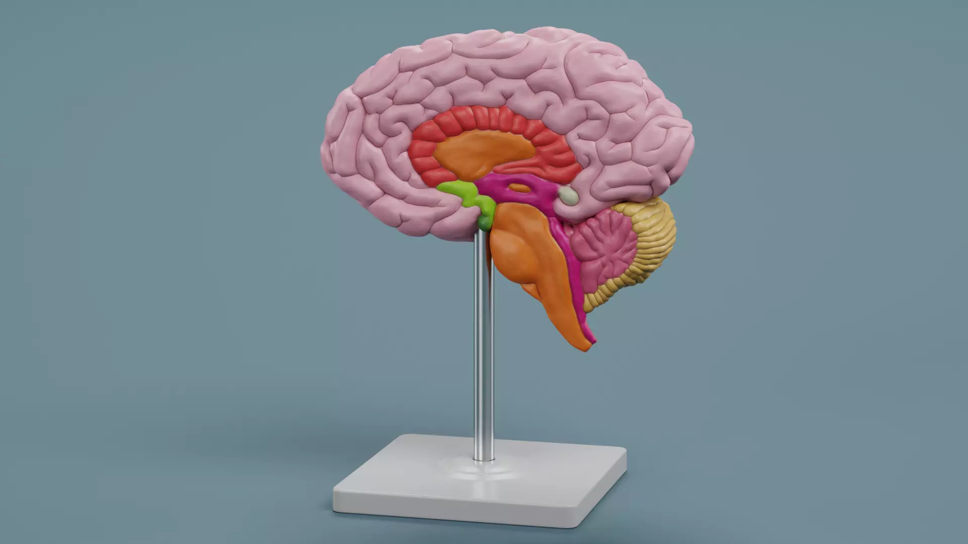 -Brain Models- 3D model_8