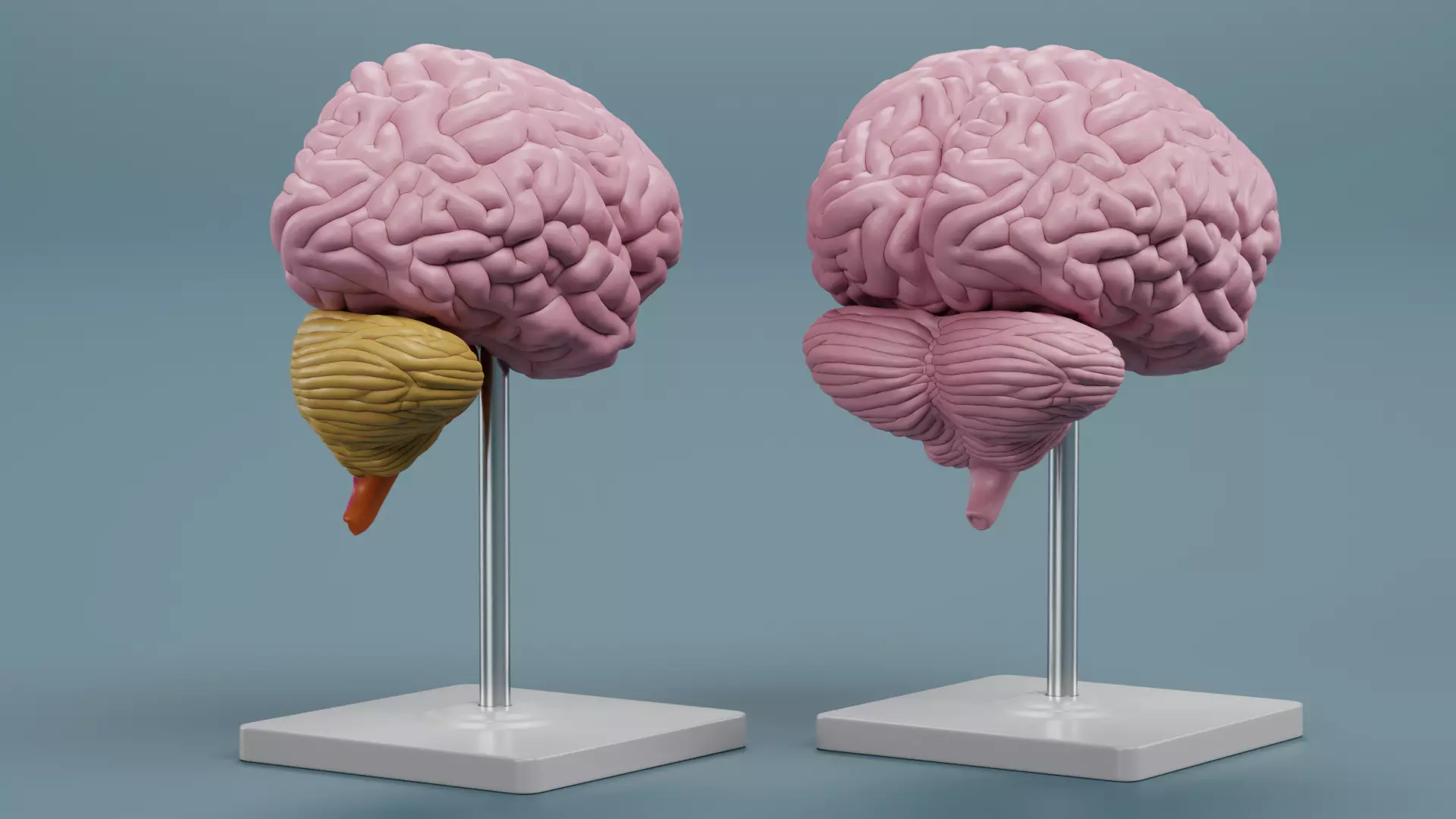 -Brain Models- 3D model_4