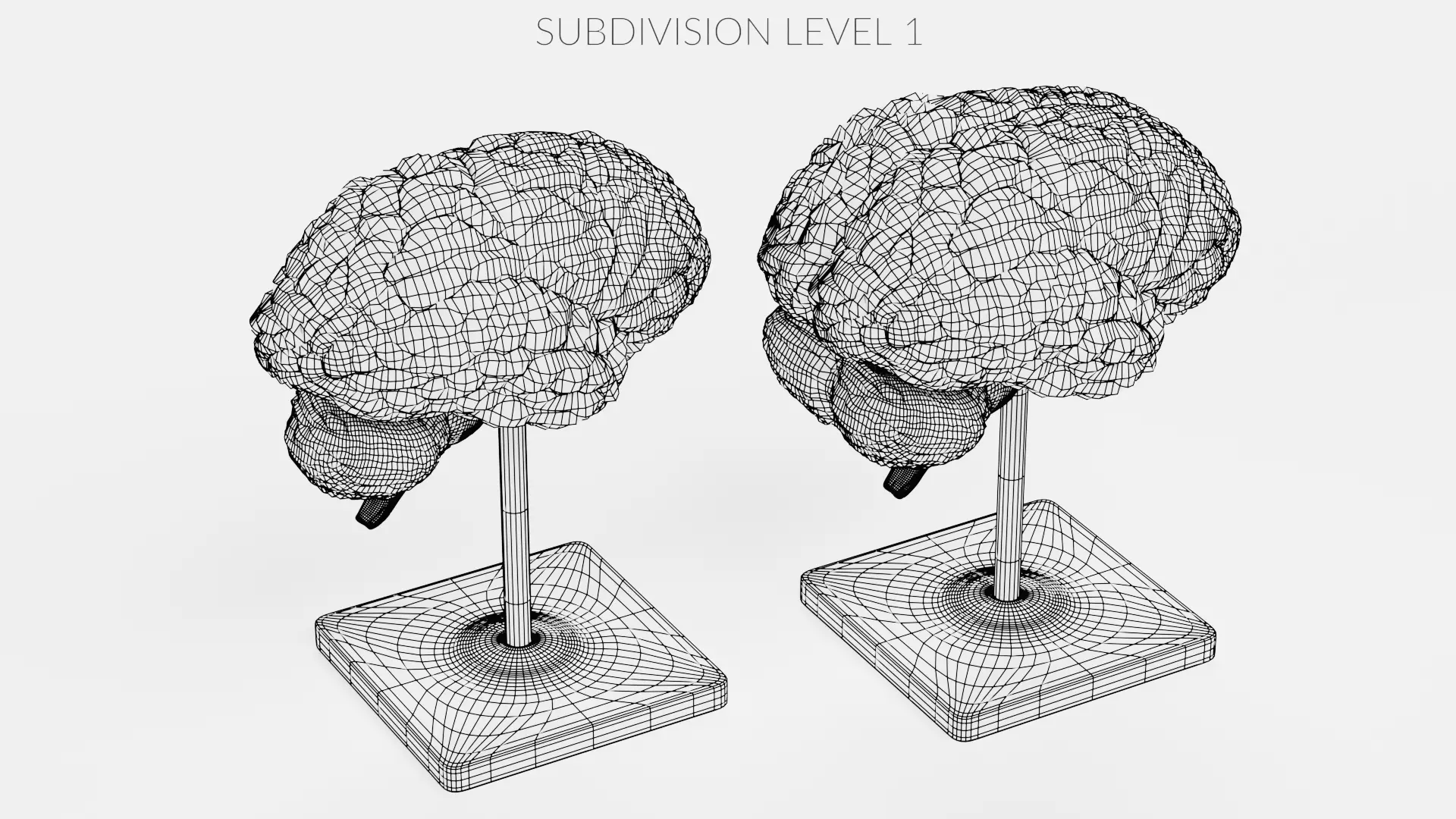 -Brain Models- 3D model_15