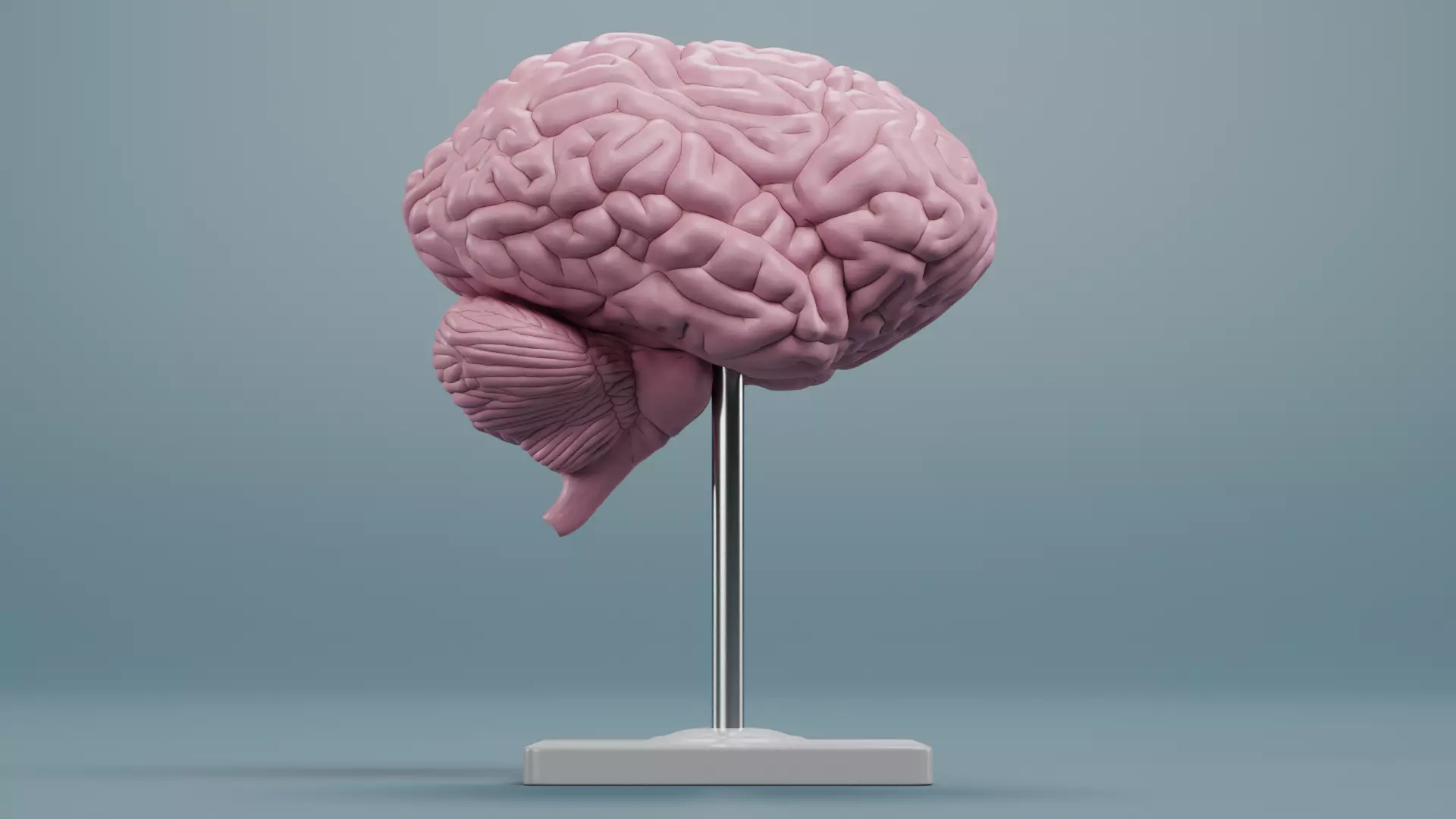 -Brain Models- 3D model_6