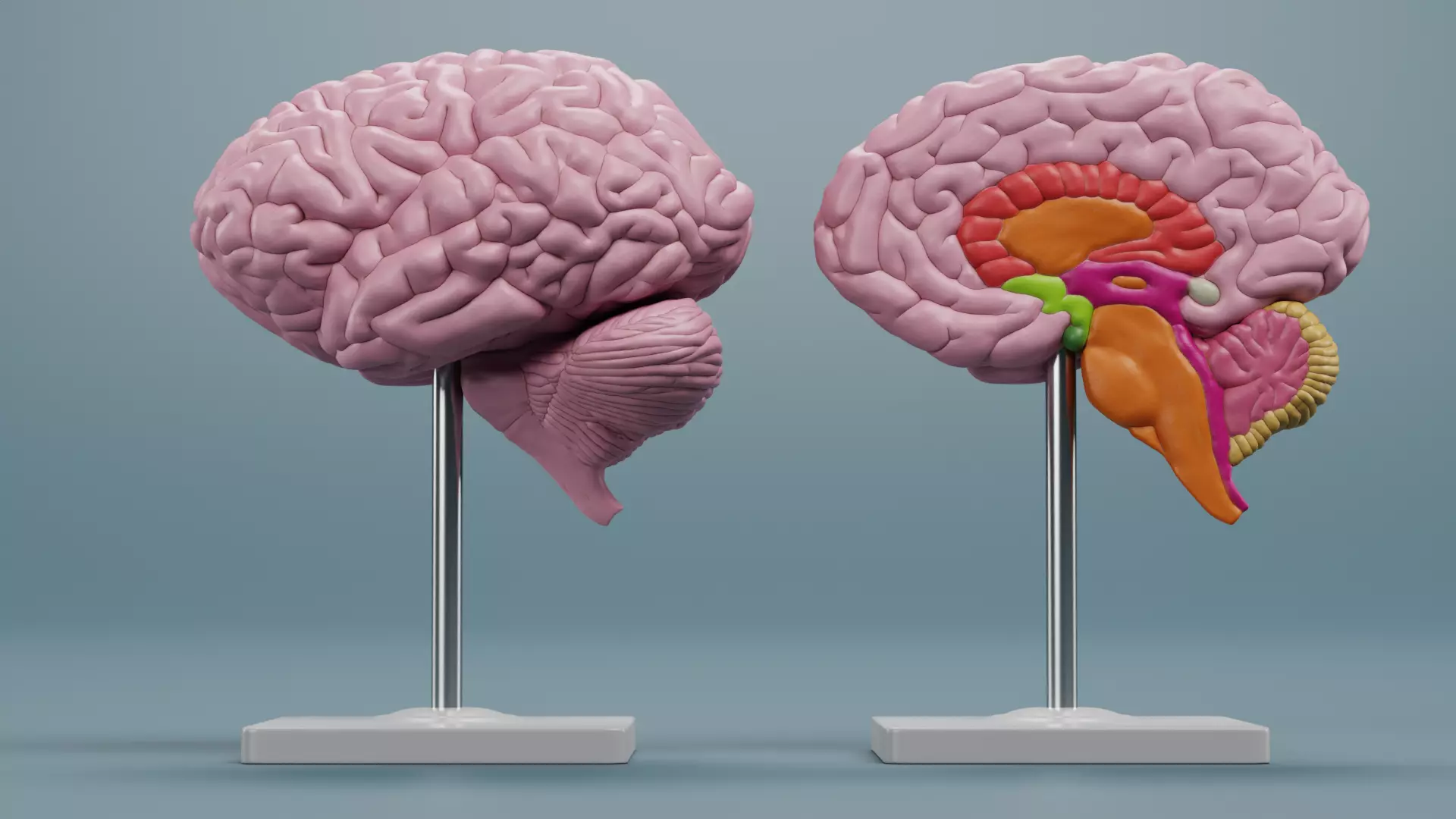 -Brain Models- 3D model_1
