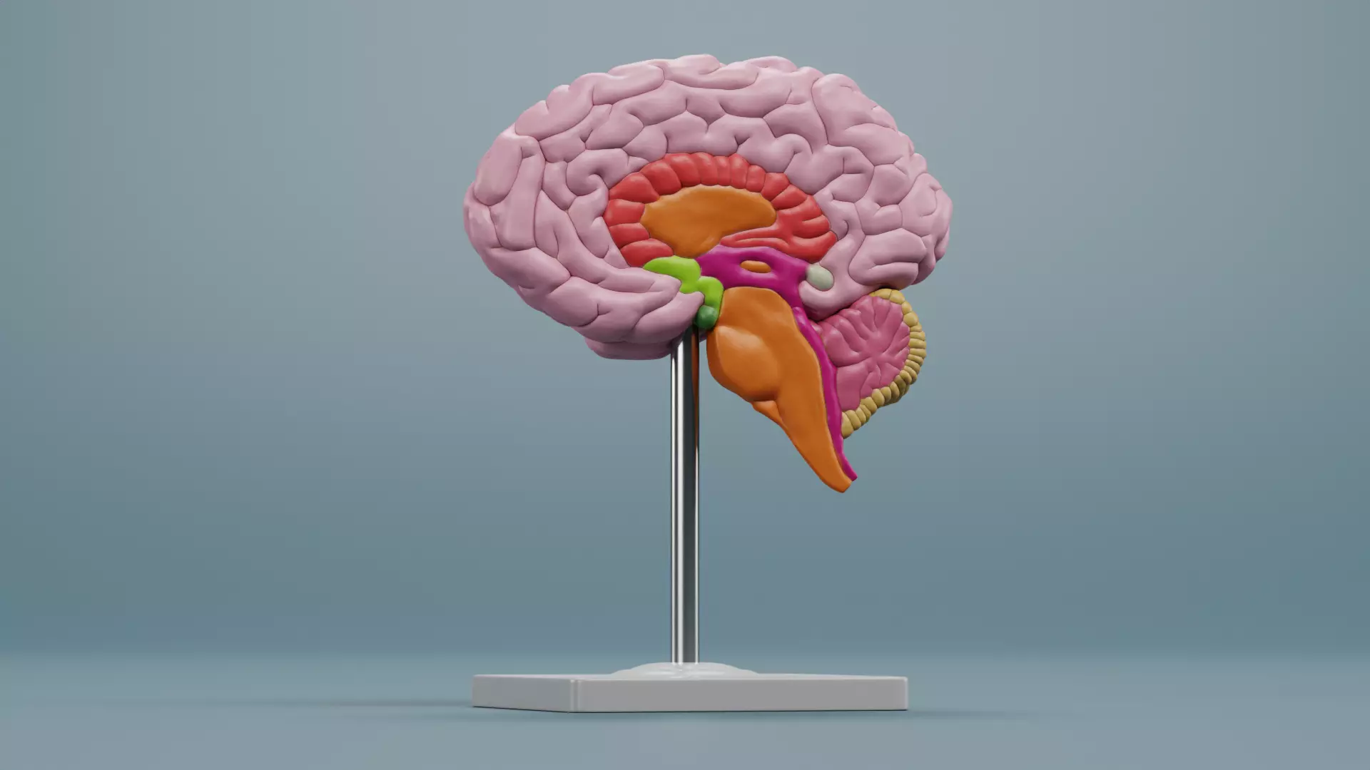 -Plastic Brain Section on Stand- 3D model_1