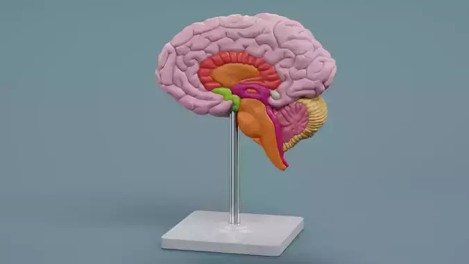 -Plastic Brain Section on Stand- 3D model -Plastic Brain Section on Stand- 3D model