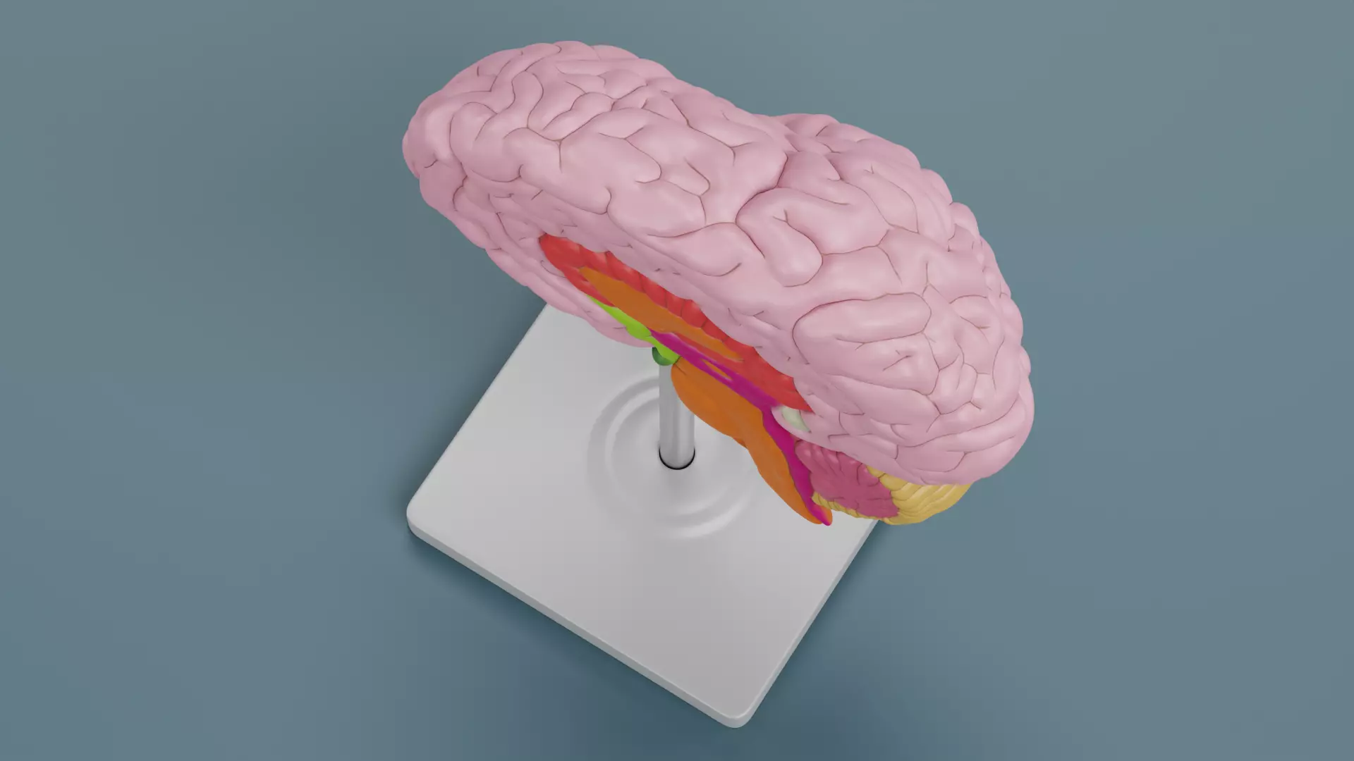 -Plastic Brain Section on Stand- 3D model_5
