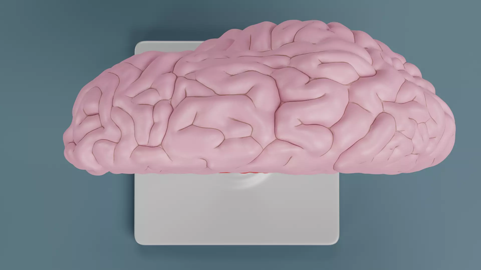 -Plastic Brain Section on Stand- 3D model_6