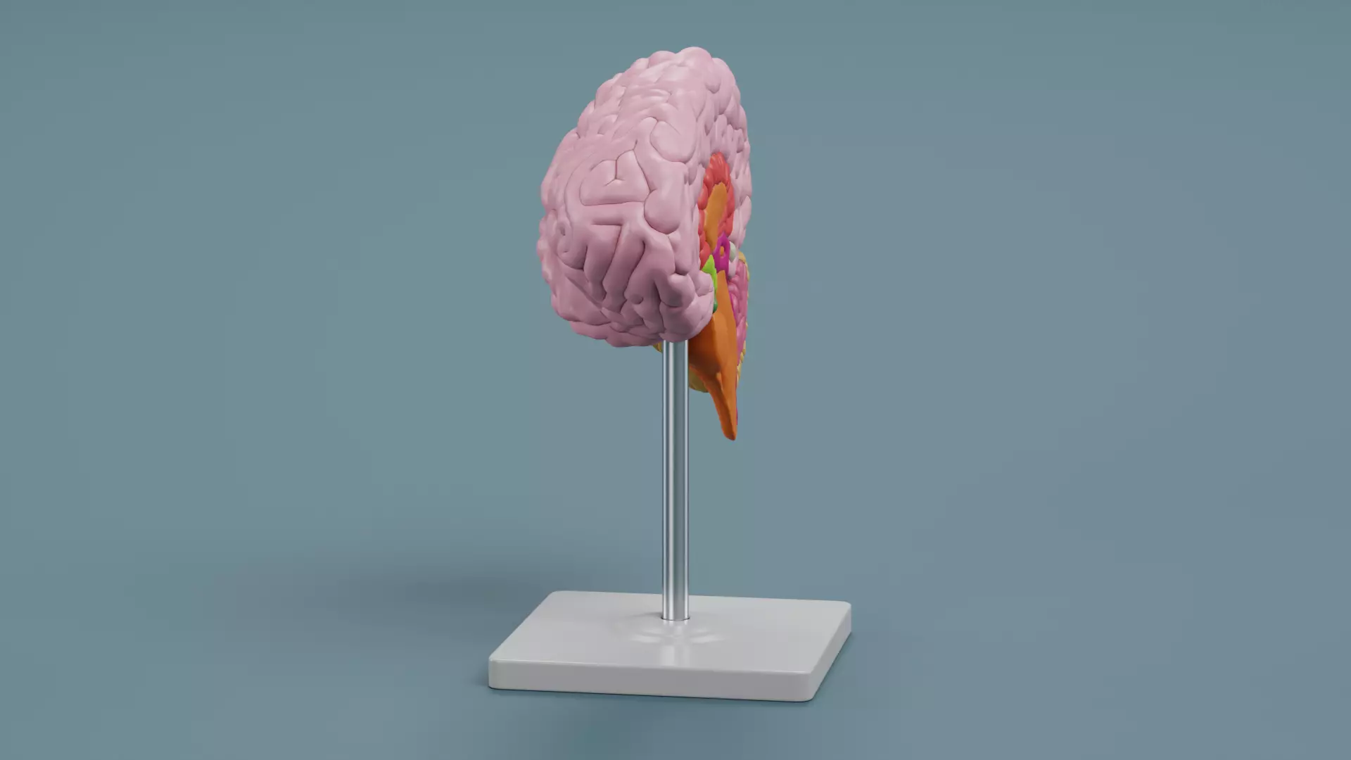 -Plastic Brain Section on Stand- 3D model_2