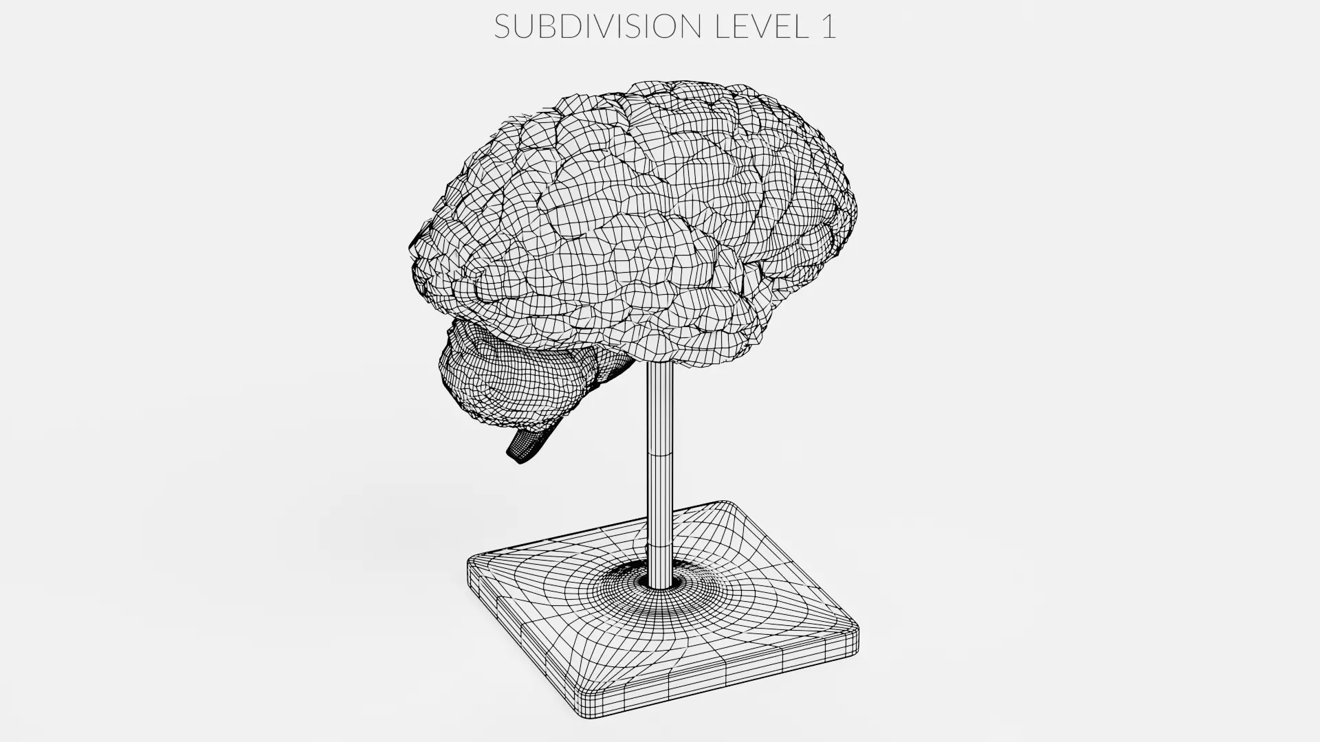 -Plastic Brain Section on Stand- 3D model_11