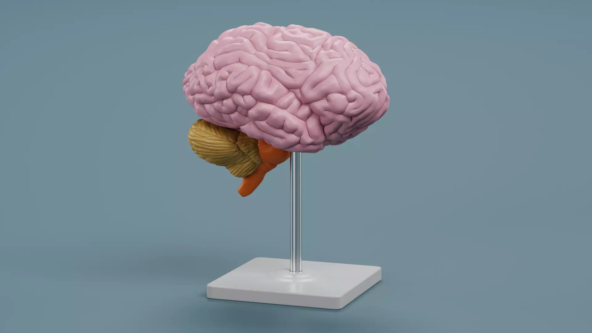 -Plastic Brain Section on Stand- 3D model_3