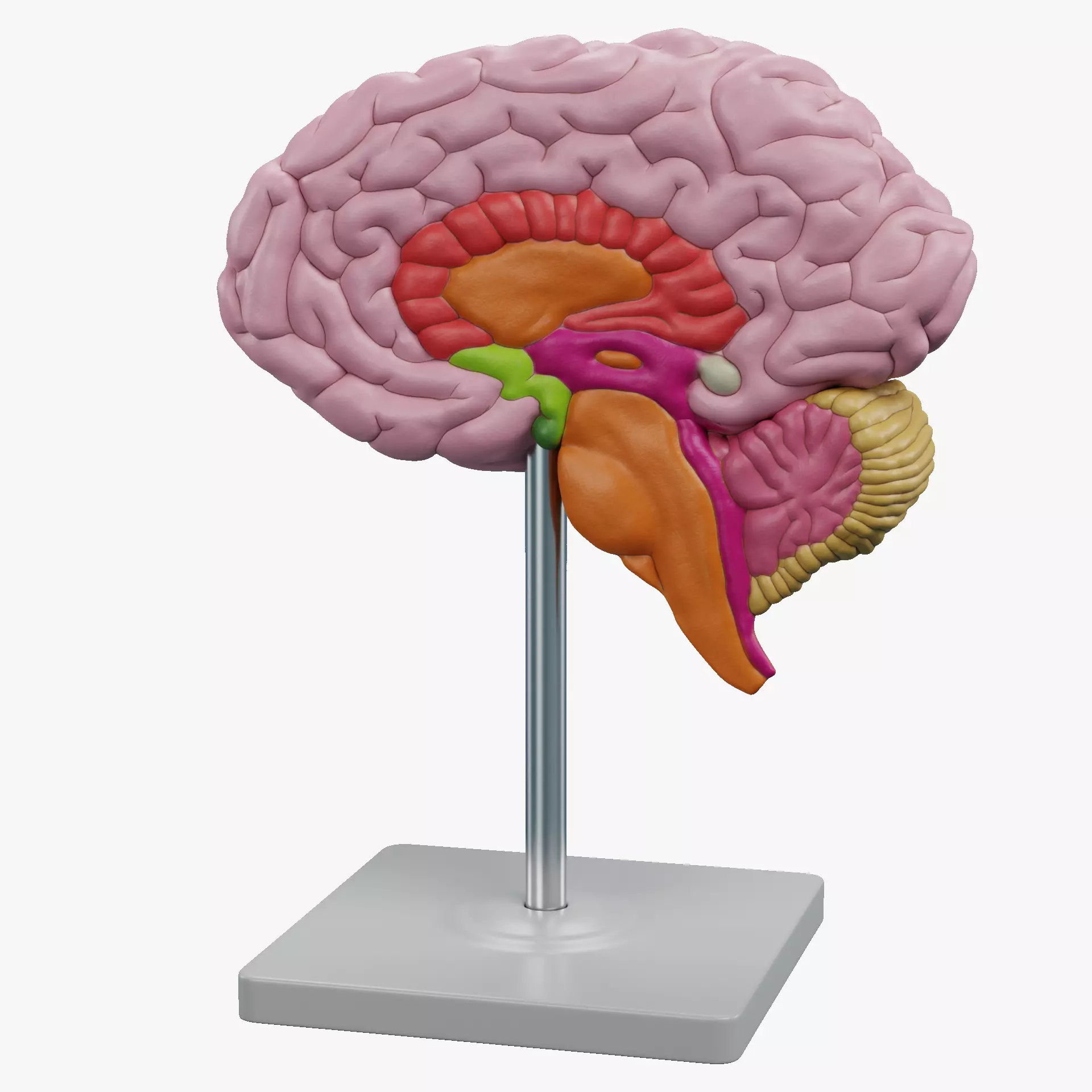 -Plastic Brain Section on Stand- 3D model_12