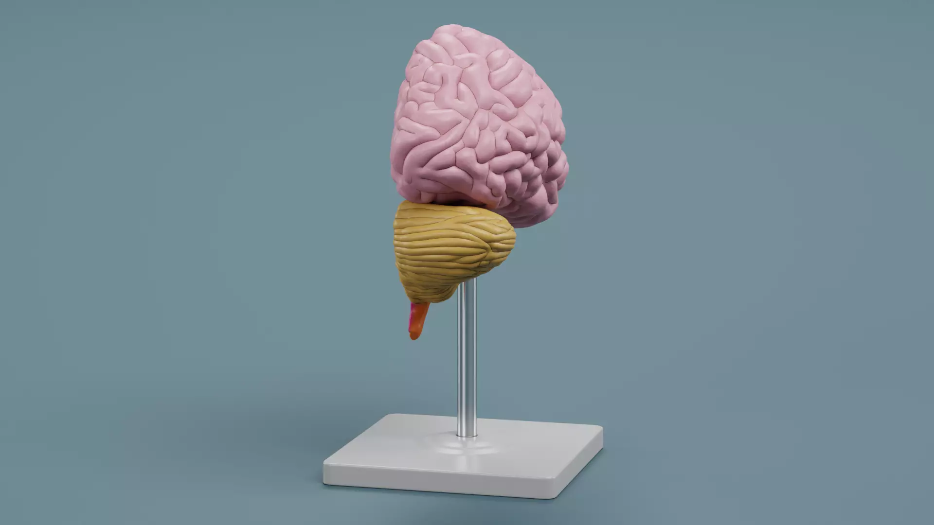 -Plastic Brain Section on Stand- 3D model_4