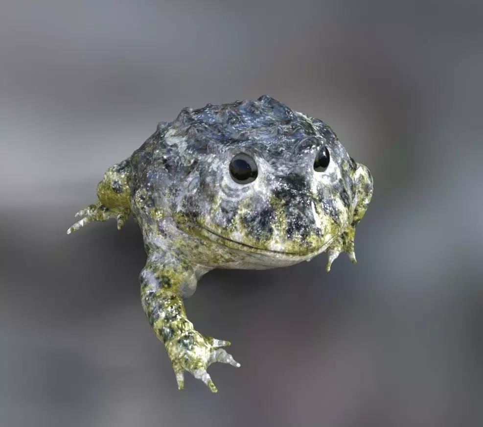 frog nature amphibian 3D model