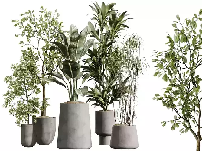 AV Indoor Plants Set 400 Japandi Warnecki Bird Of Paradise Olive
