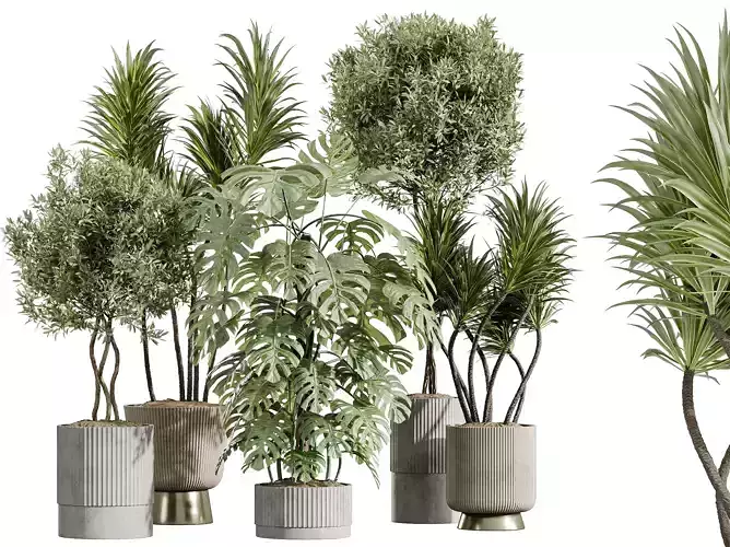 AV Indoor Plants Set 401 Olive Spineless Yucca Elegant Monstera