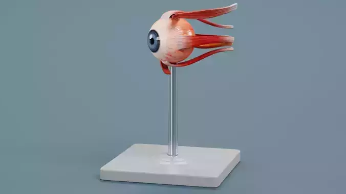 Eye - Educational Anatomy Plastic Model on Stand
