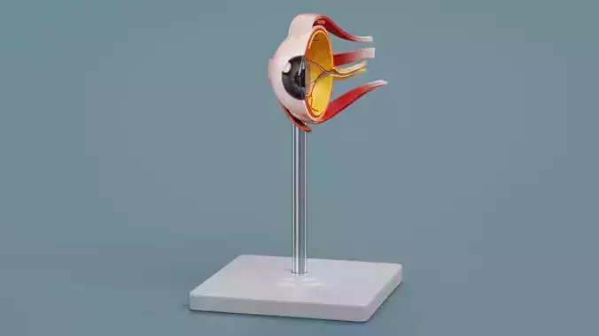Eye Section - Educational Anatomy Plastic Model on Stand