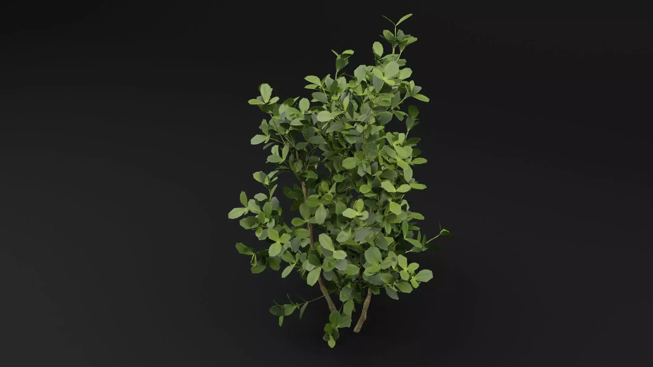 Buxus Sempervirens Shrub Plant 3D model_4