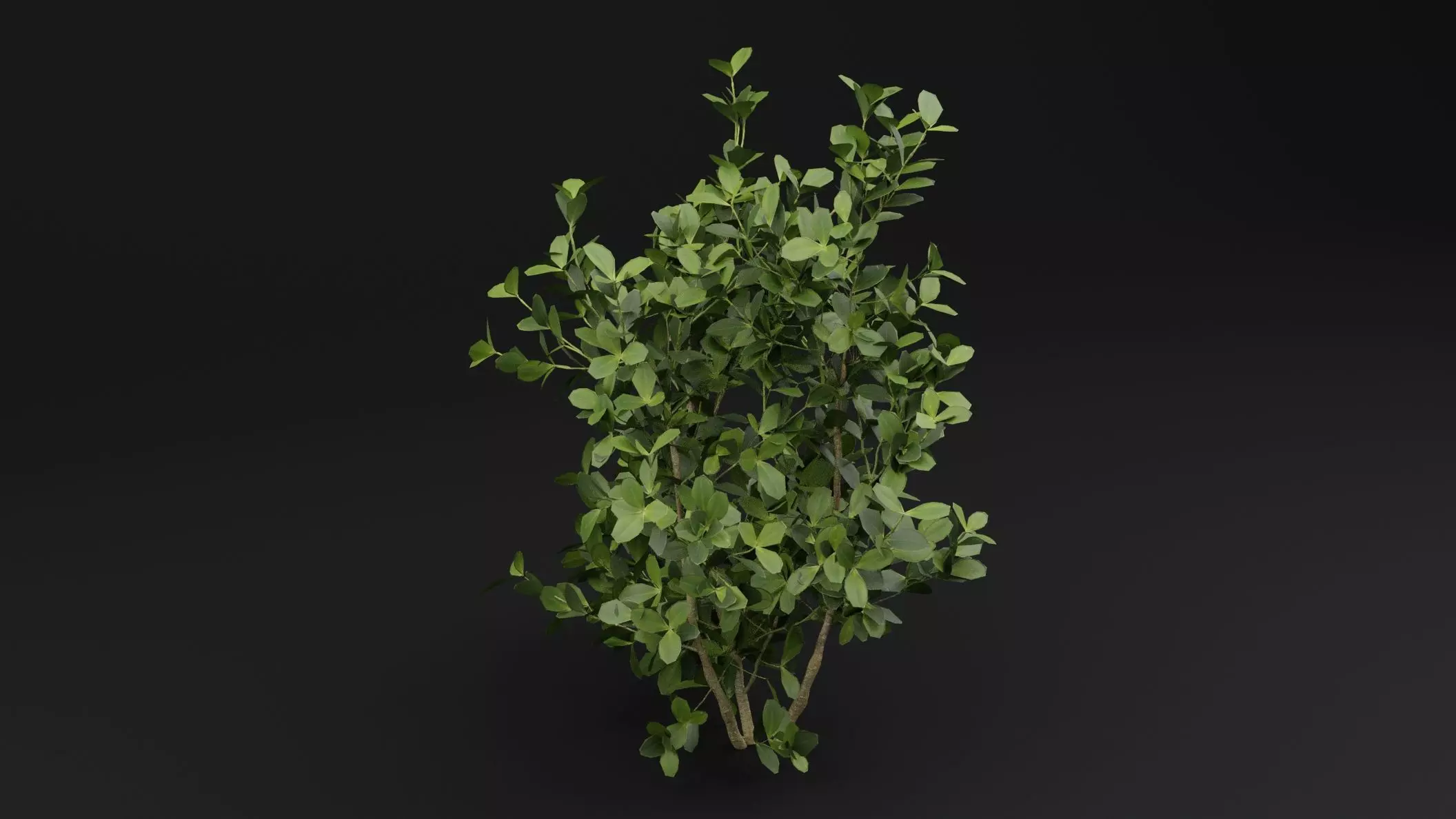 Buxus Sempervirens Shrub Plant 3D model_3