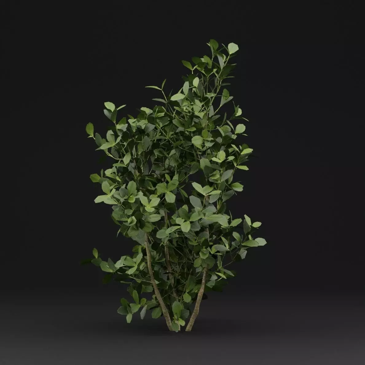 Buxus Sempervirens Shrub Plant 3D model_5