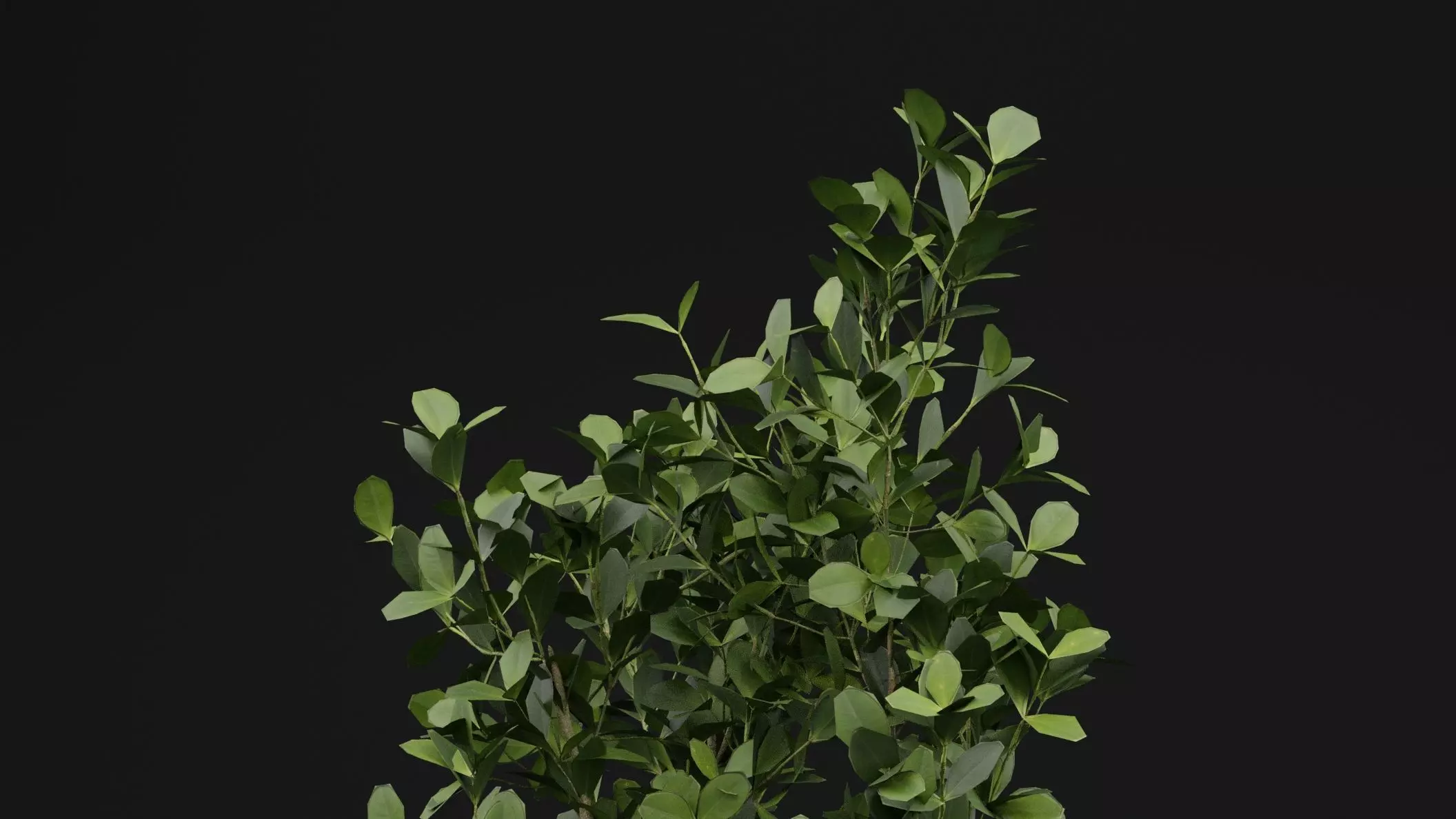 Buxus Sempervirens Shrub Plant 3D model_1