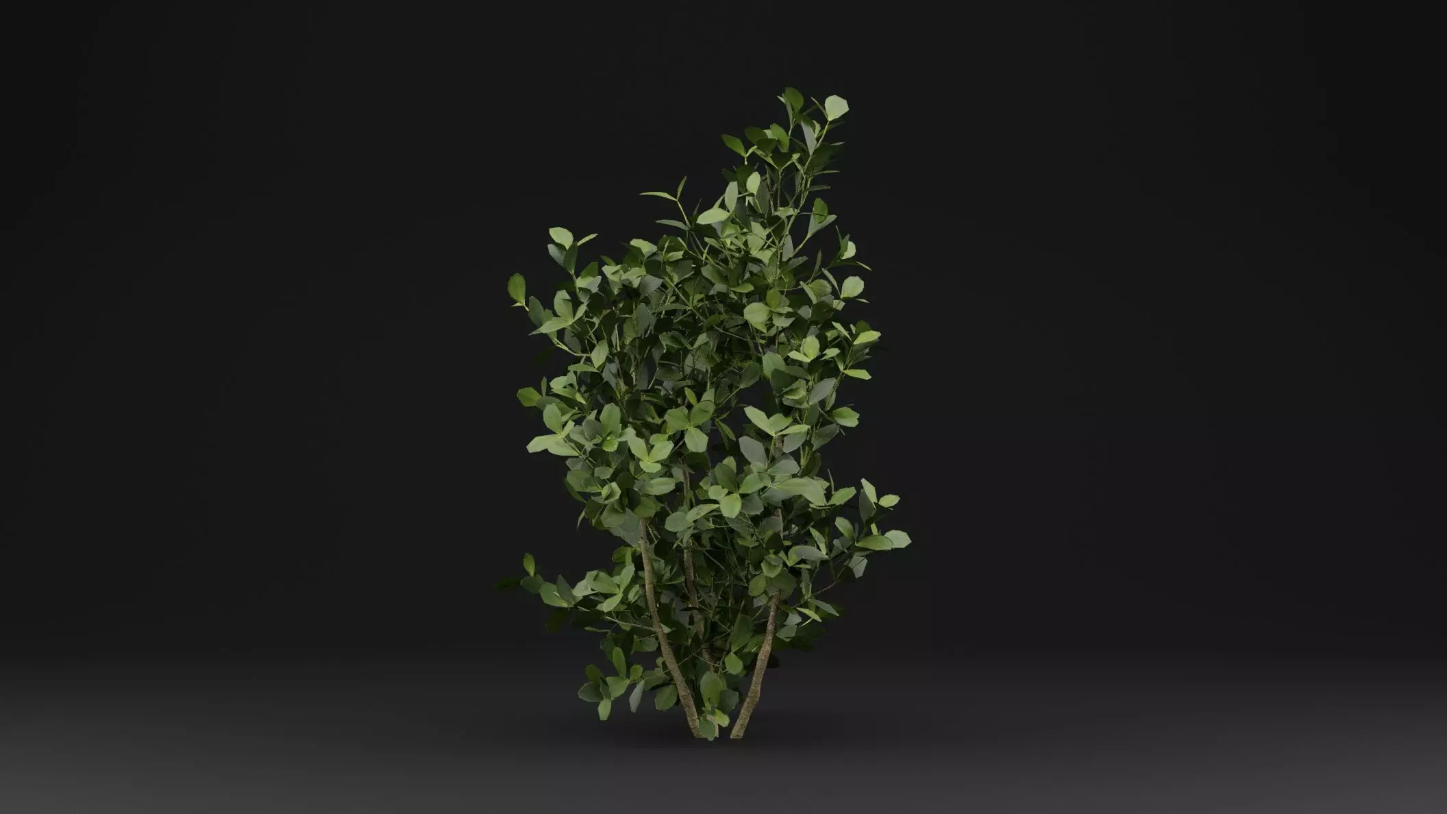 Buxus Sempervirens Shrub Plant 3D model_0