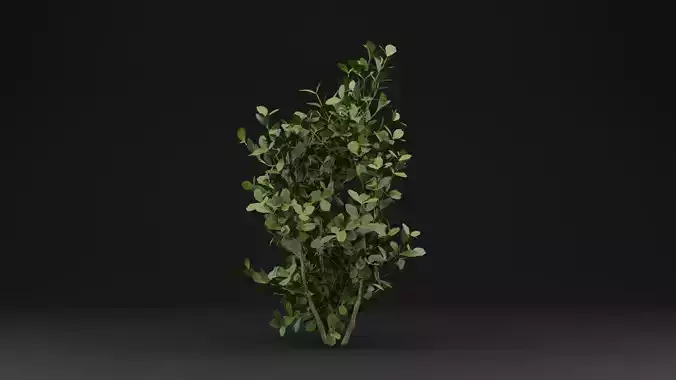 Buxus Sempervirens Shrub Plant