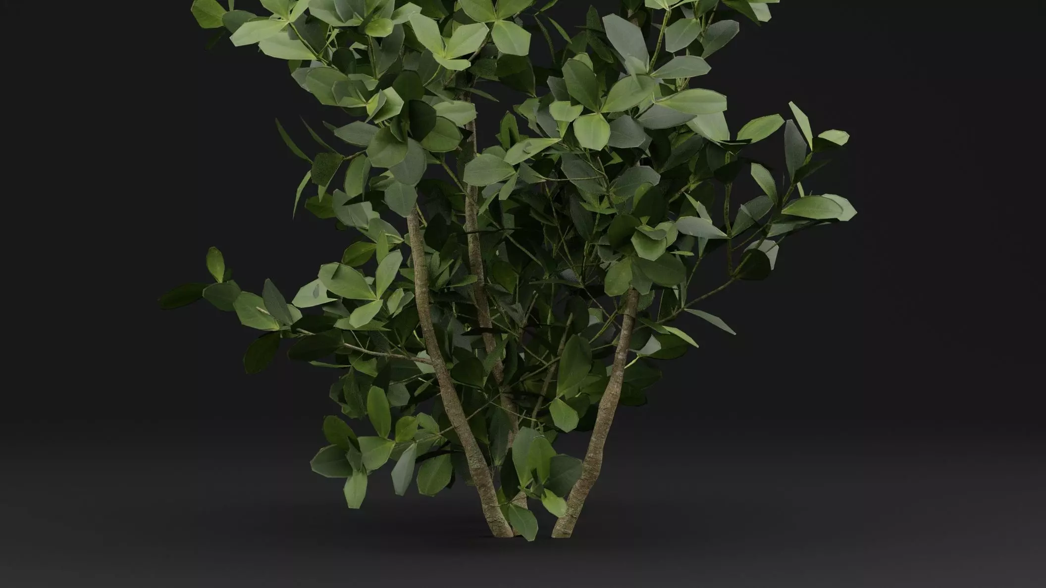 Buxus Sempervirens Shrub Plant 3D model_2