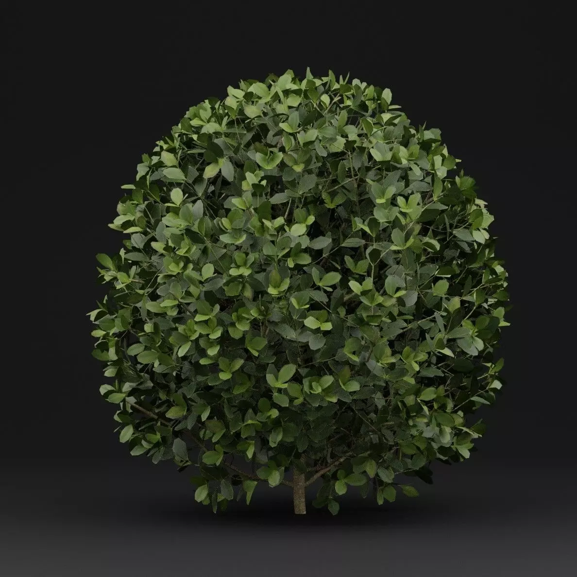 Boxwood Shrub Plant 3D model_5