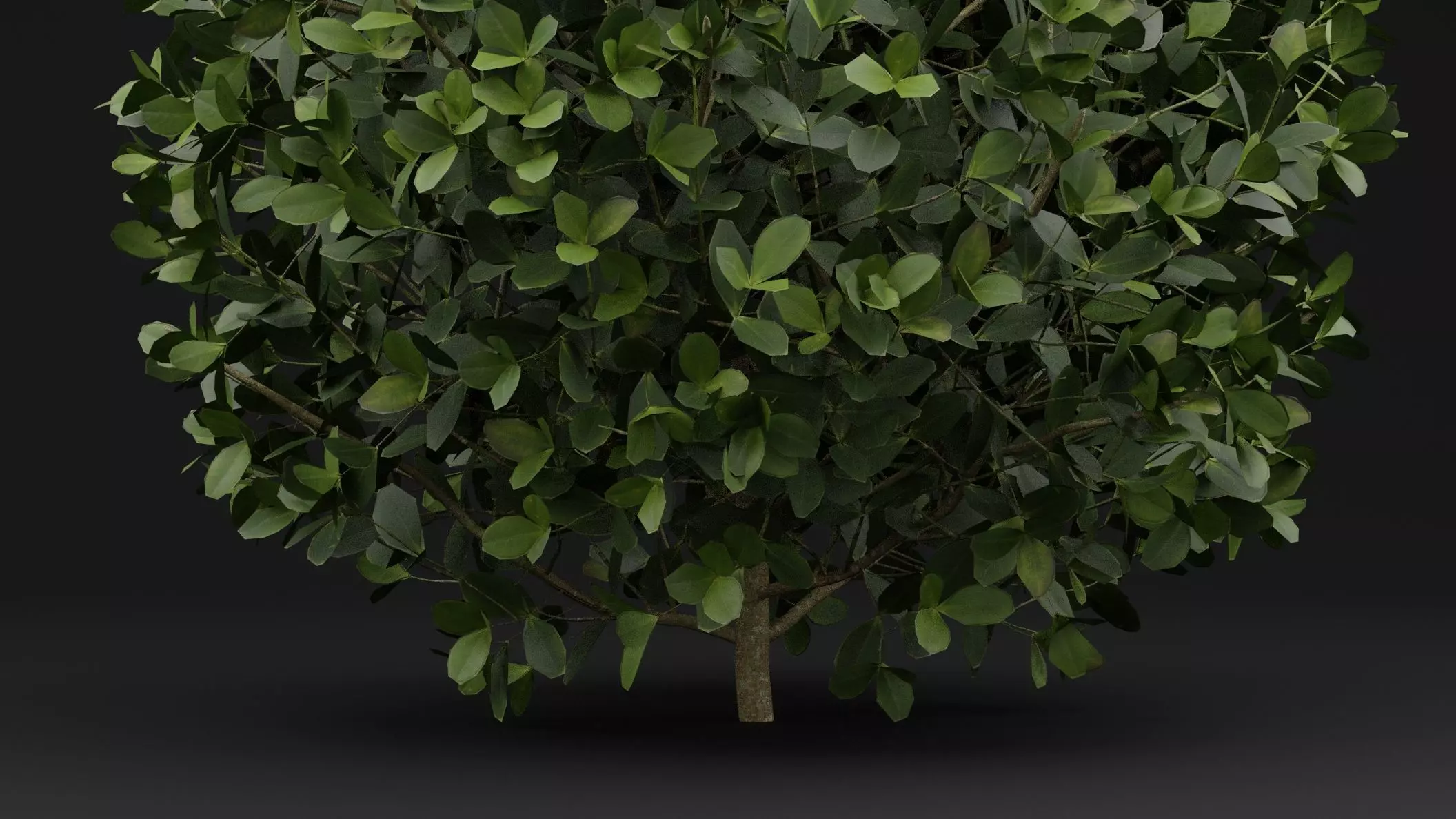 Boxwood Shrub Plant 3D model_2
