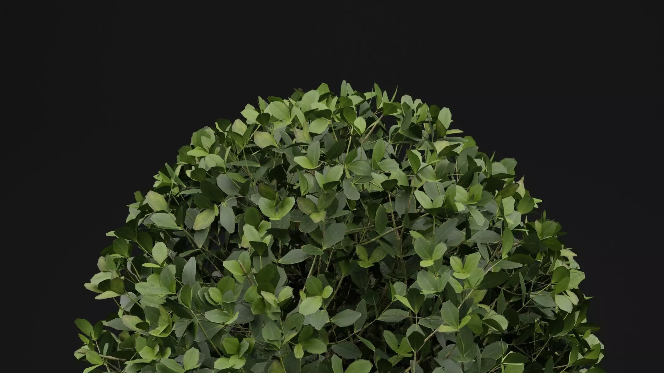 Boxwood Shrub Plant 3D model_1