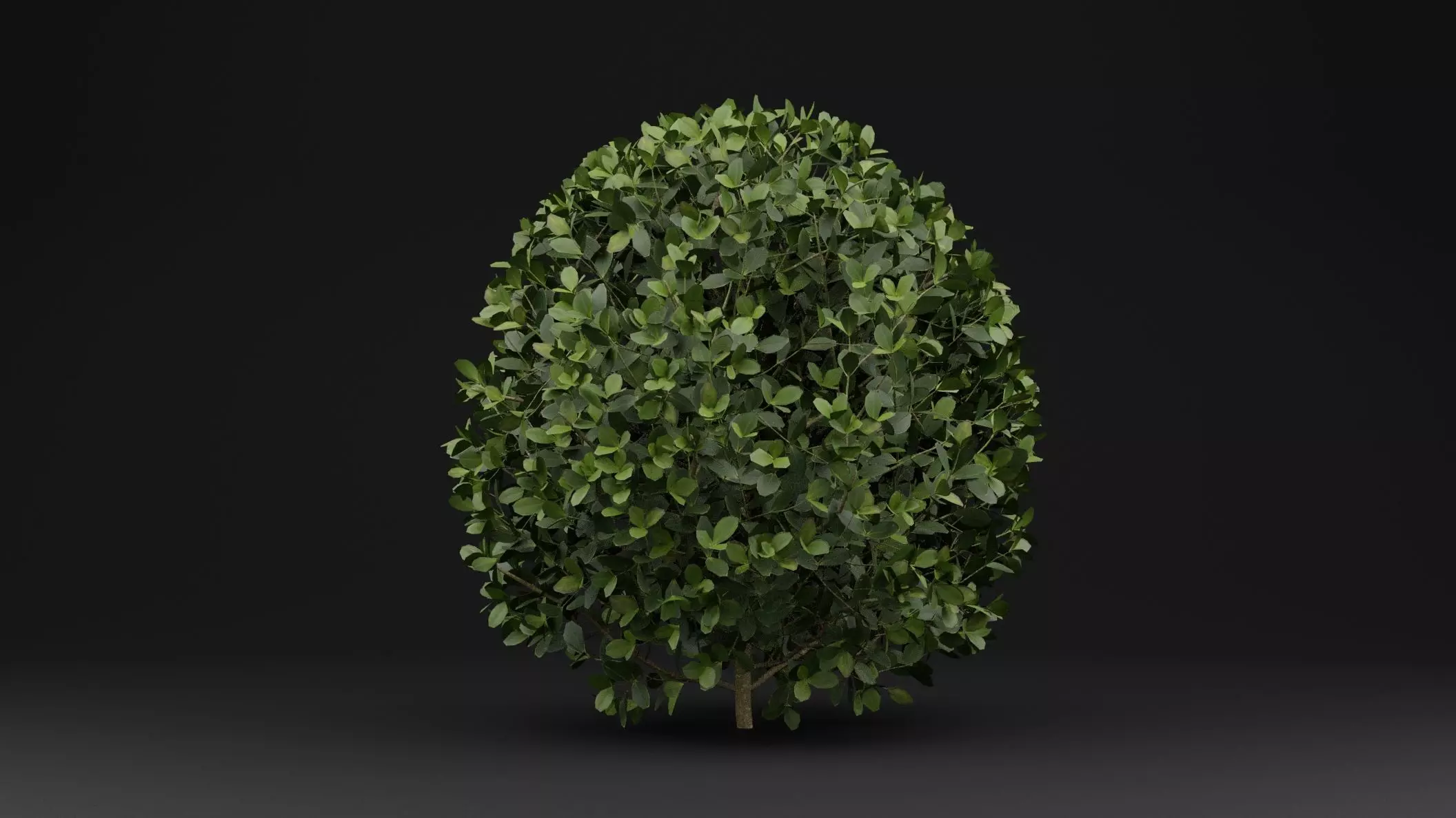 Boxwood Shrub Plant 3D model_0