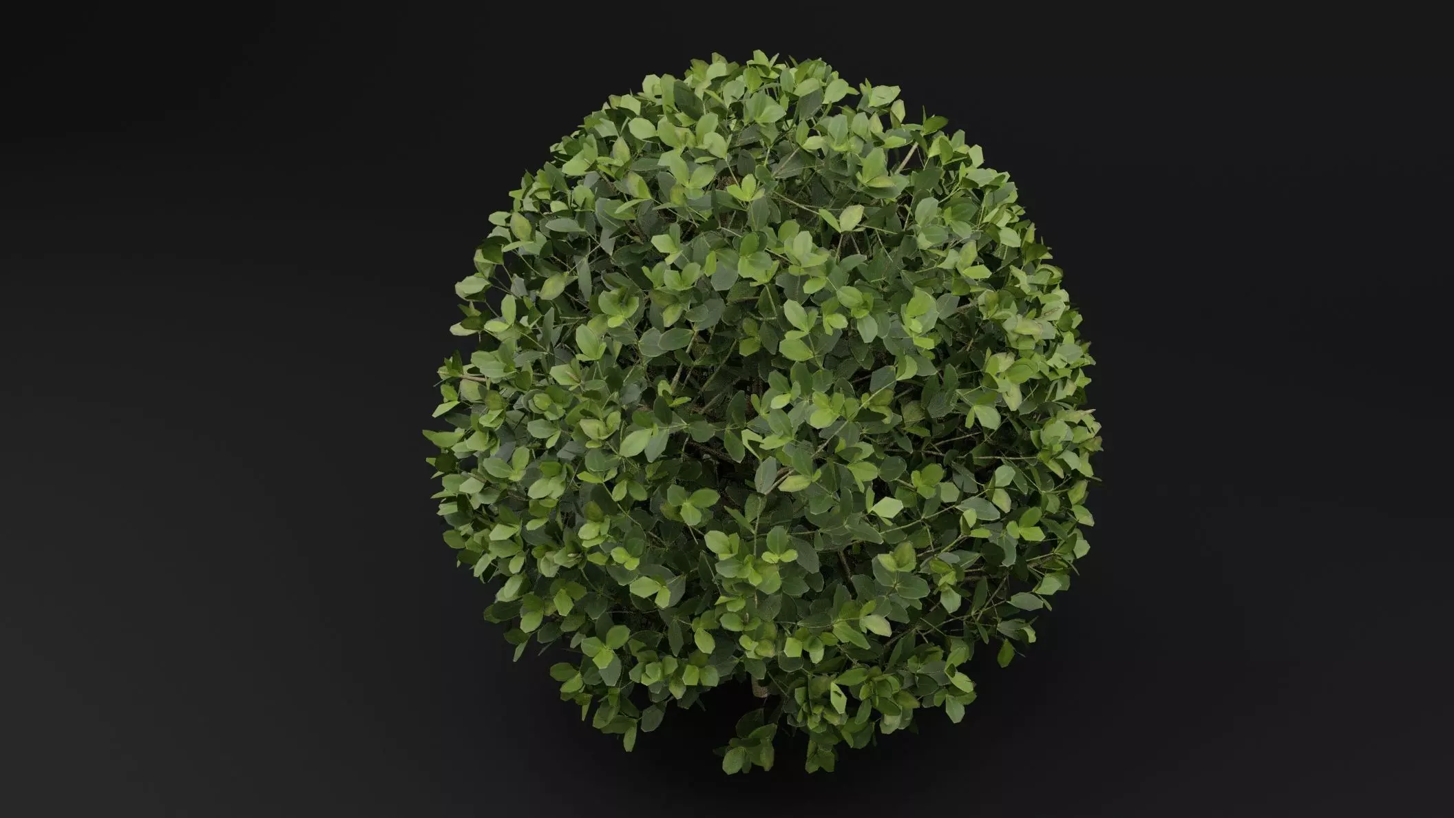 Boxwood Shrub Plant 3D model_4