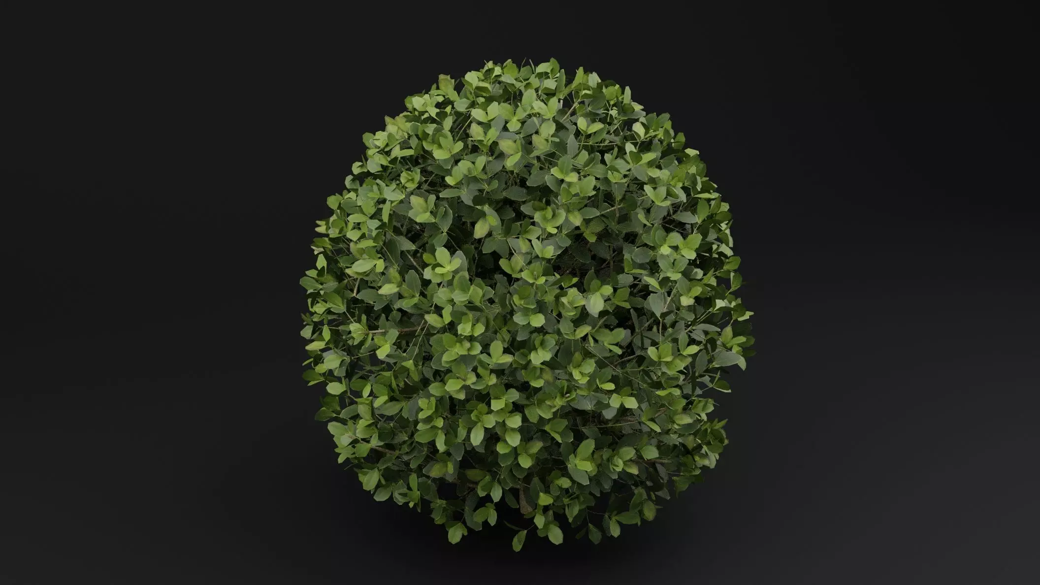 Boxwood Shrub Plant 3D model_3