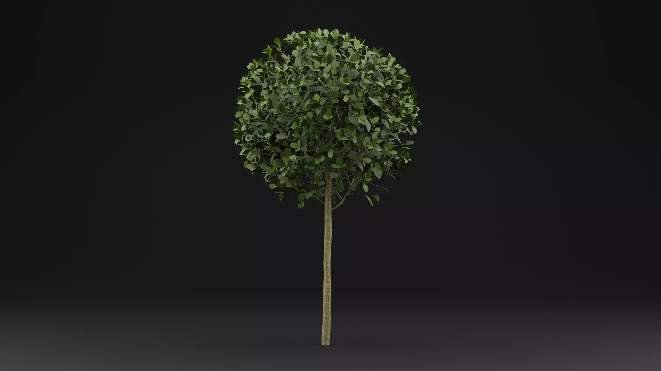 Boxwood Shrub Plant 3D model_0