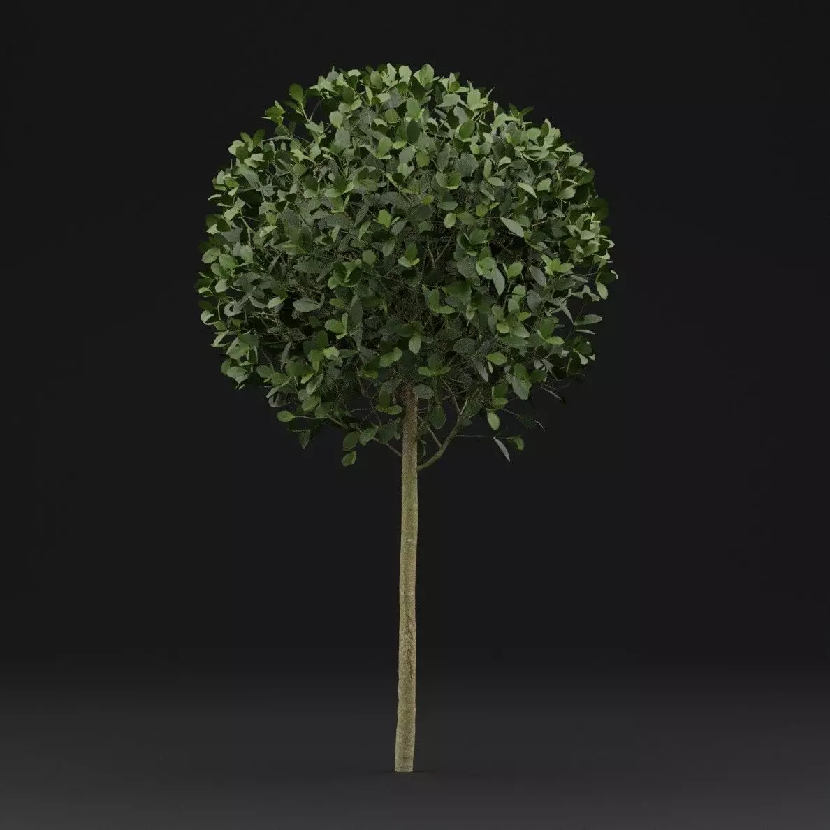 Boxwood Shrub Plant 3D model_5