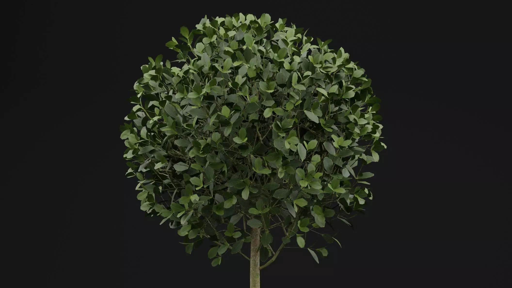 Boxwood Shrub Plant 3D model_1