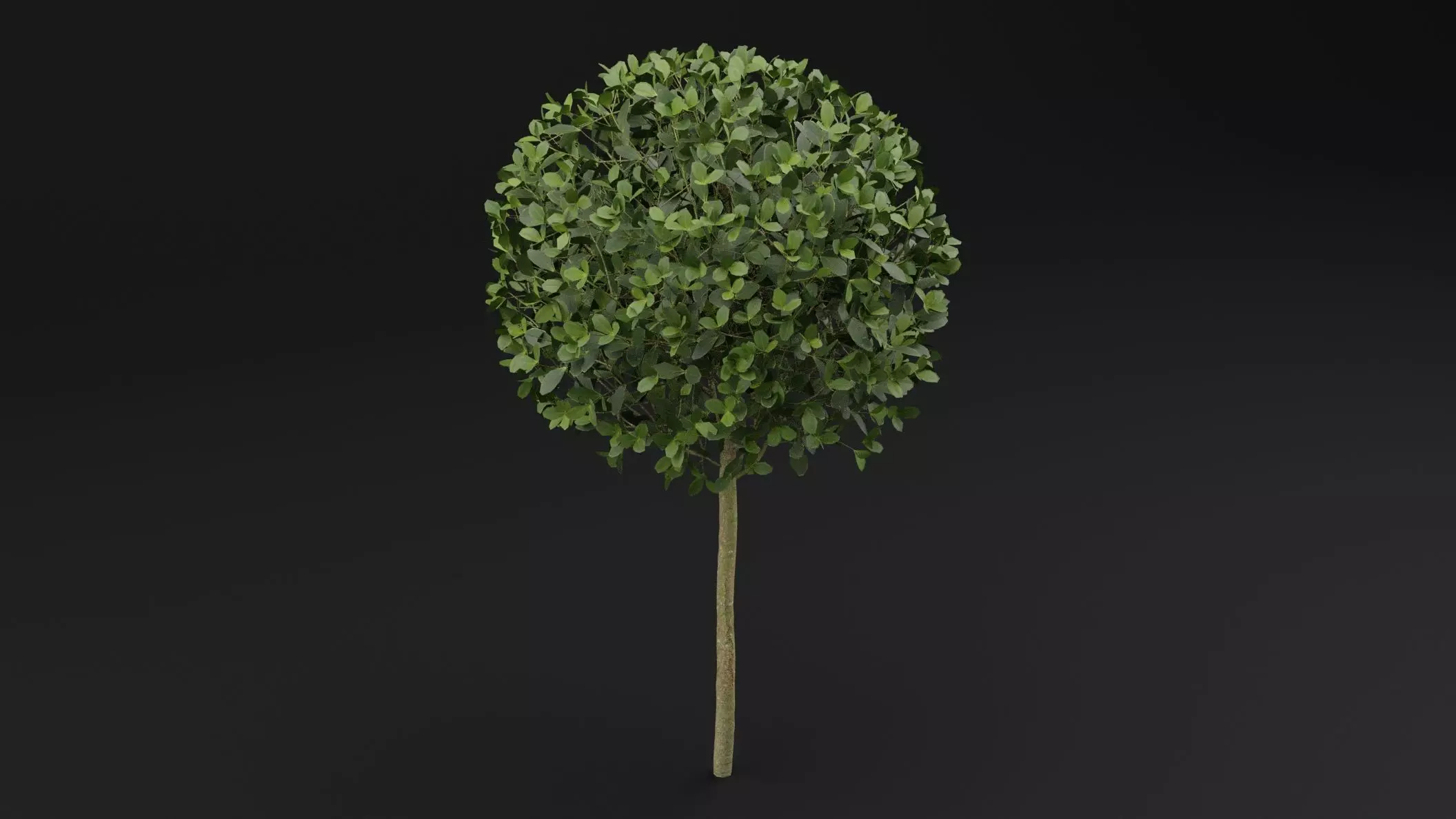 Boxwood Shrub Plant 3D model_3